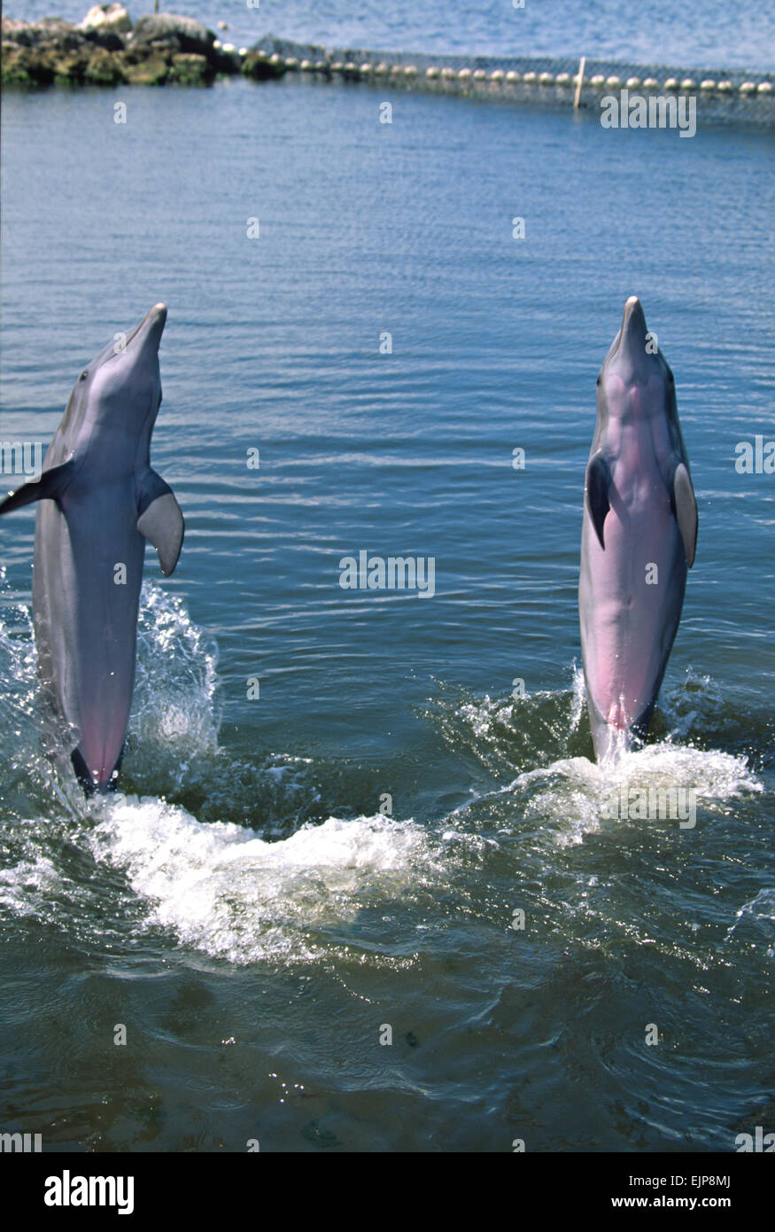 Bottle nose dolphins play at the Dolphin Research Center June 27, 1996