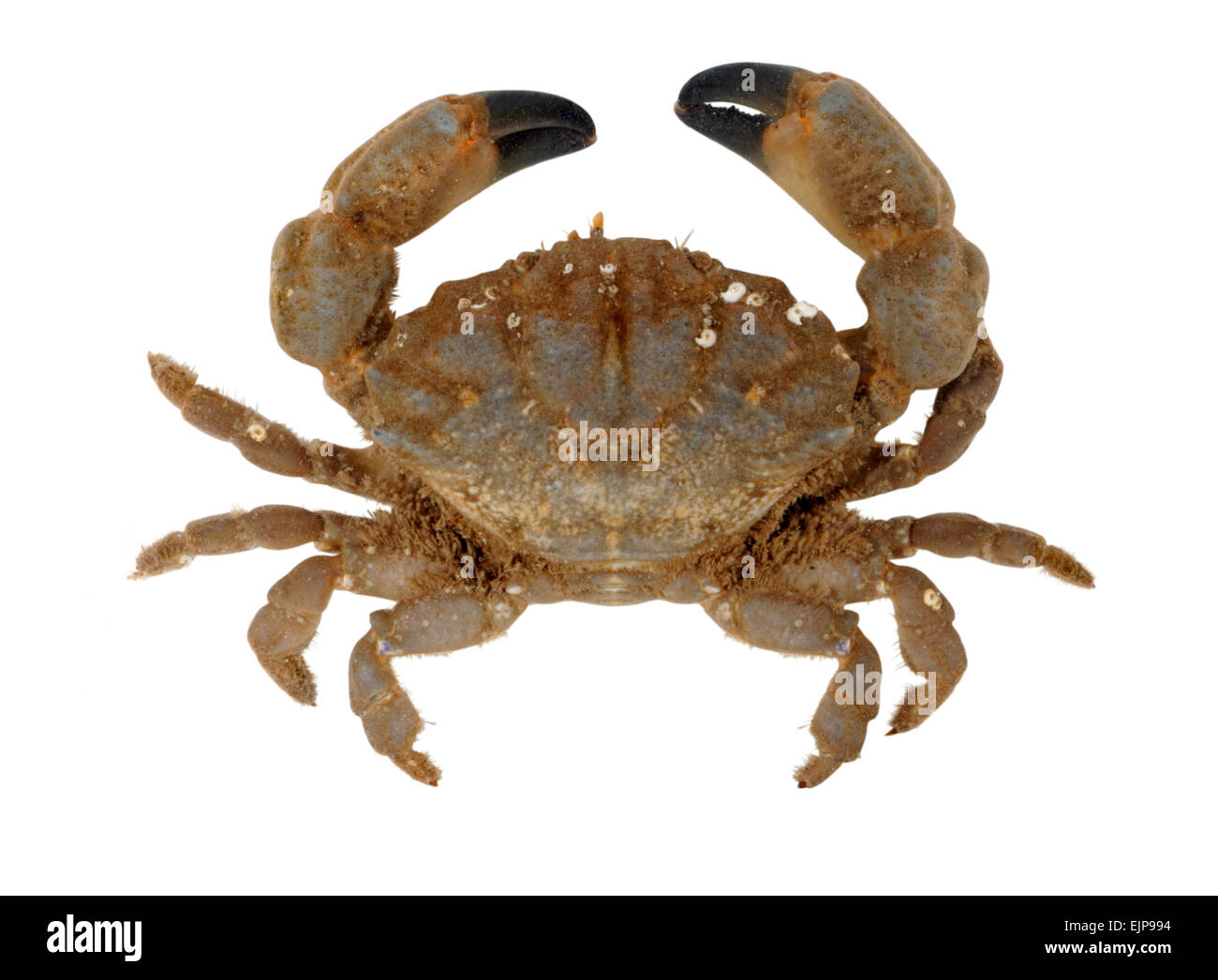 Furrowed Crab - Xantho incisus Stock Photo