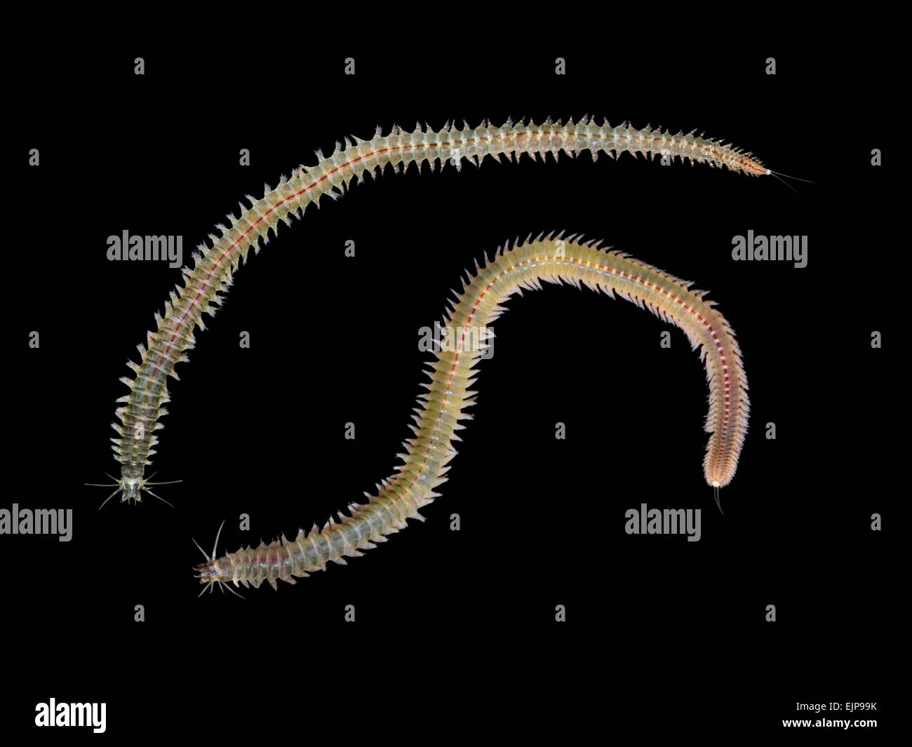 Ragworm - Perinereis cultrifera Stock Photo