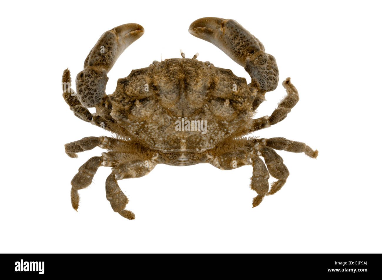 Furrowed Crab - Xantho incisus Stock Photo