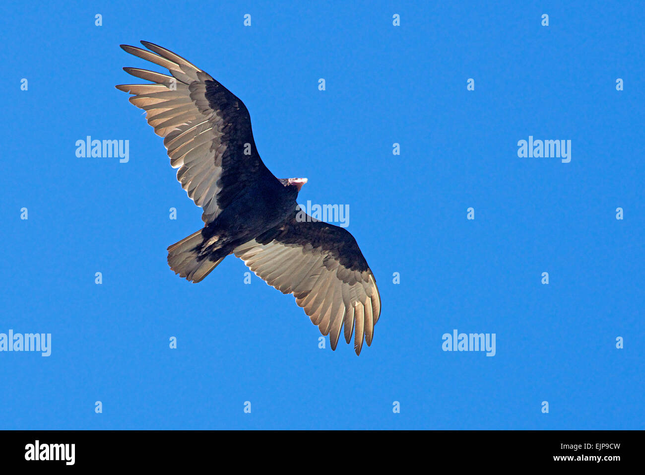 Turkey Vulture in flight Stanley Falkland Islands Stock Photo