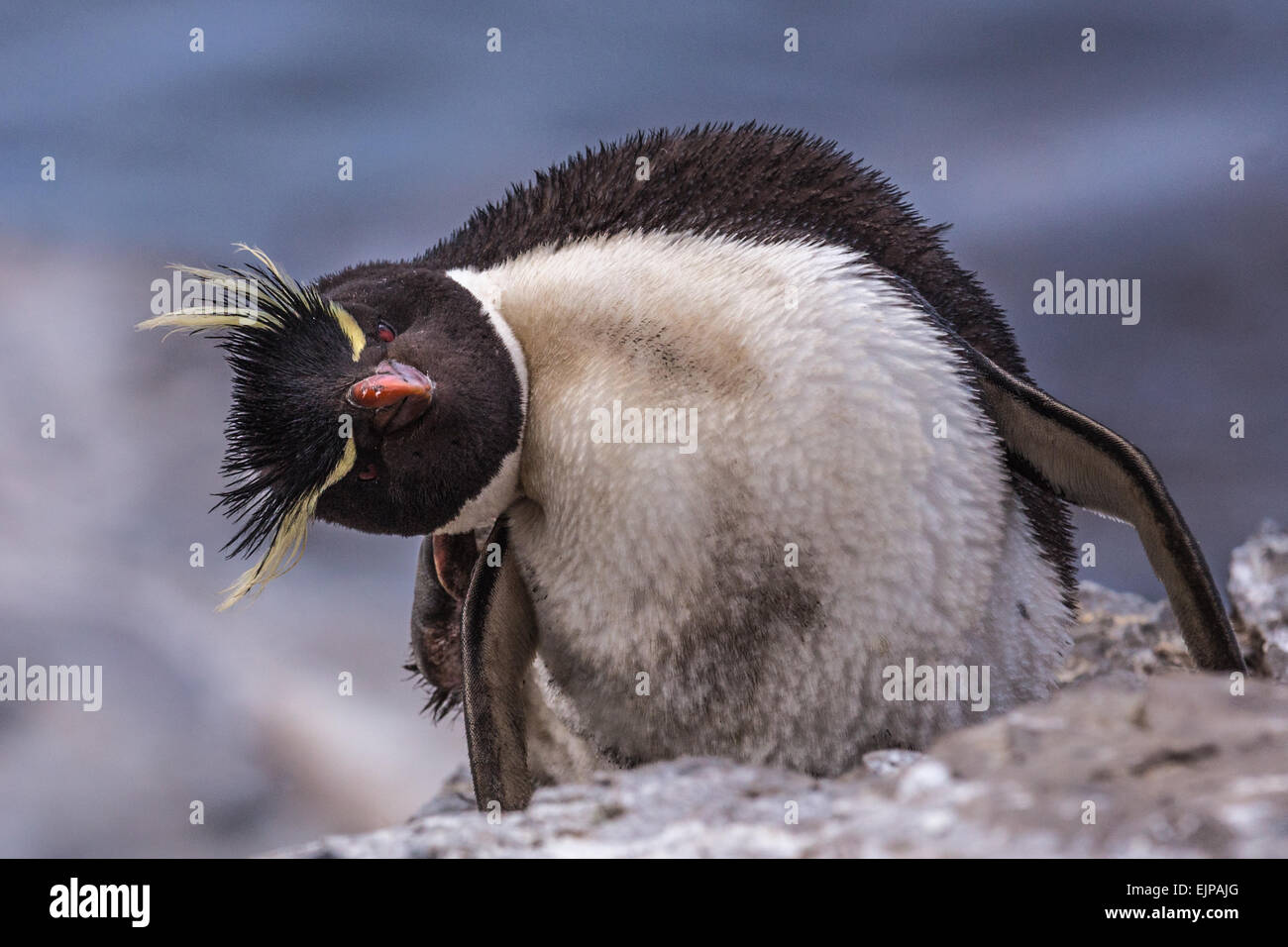 Rockhopper Penguin with inquisitive pose Stock Photo