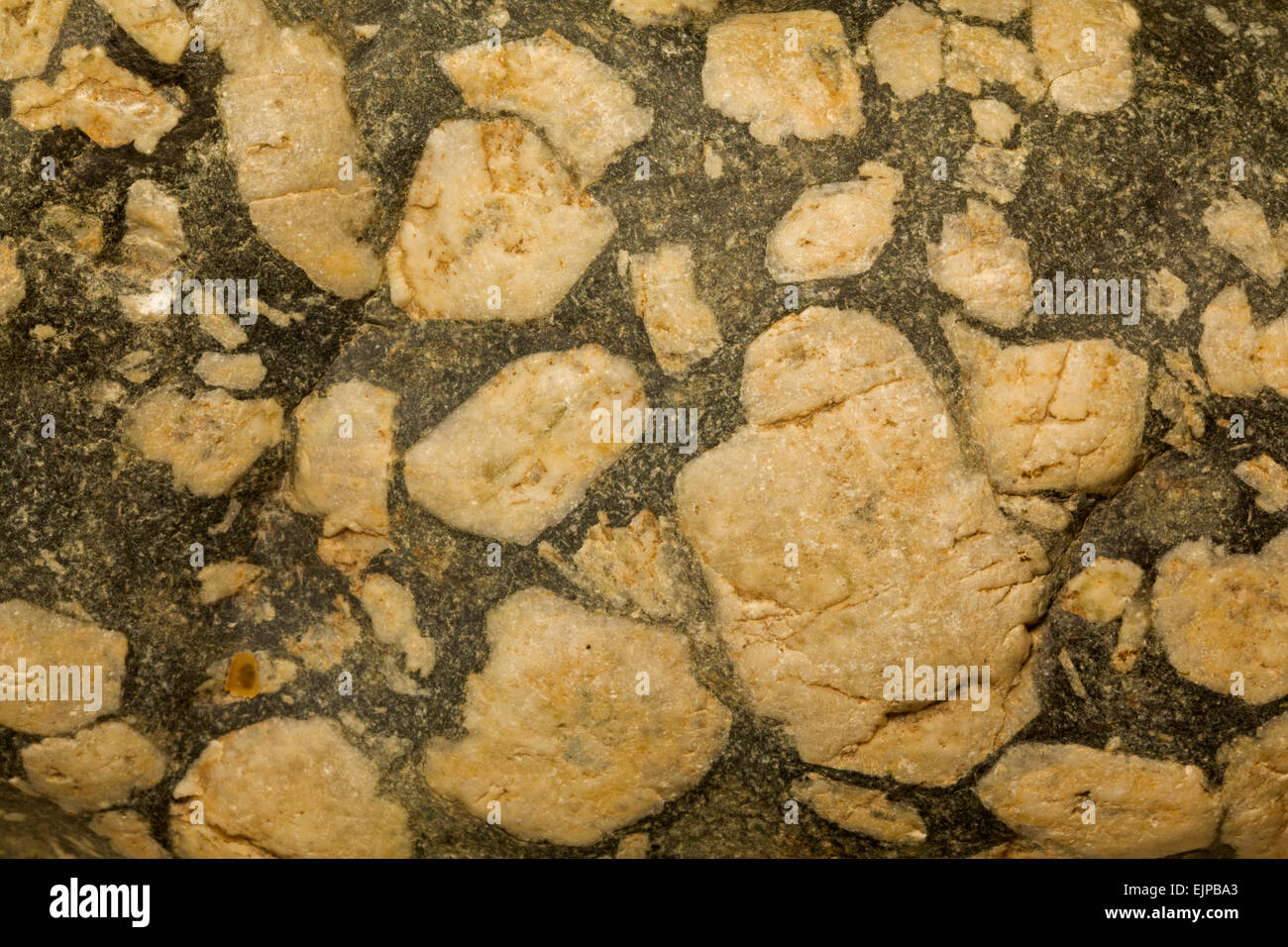 Porphyry, Montana, feldspar phenocrysts in a mafic matrix(basalt?), leopard rock' Stock Photo