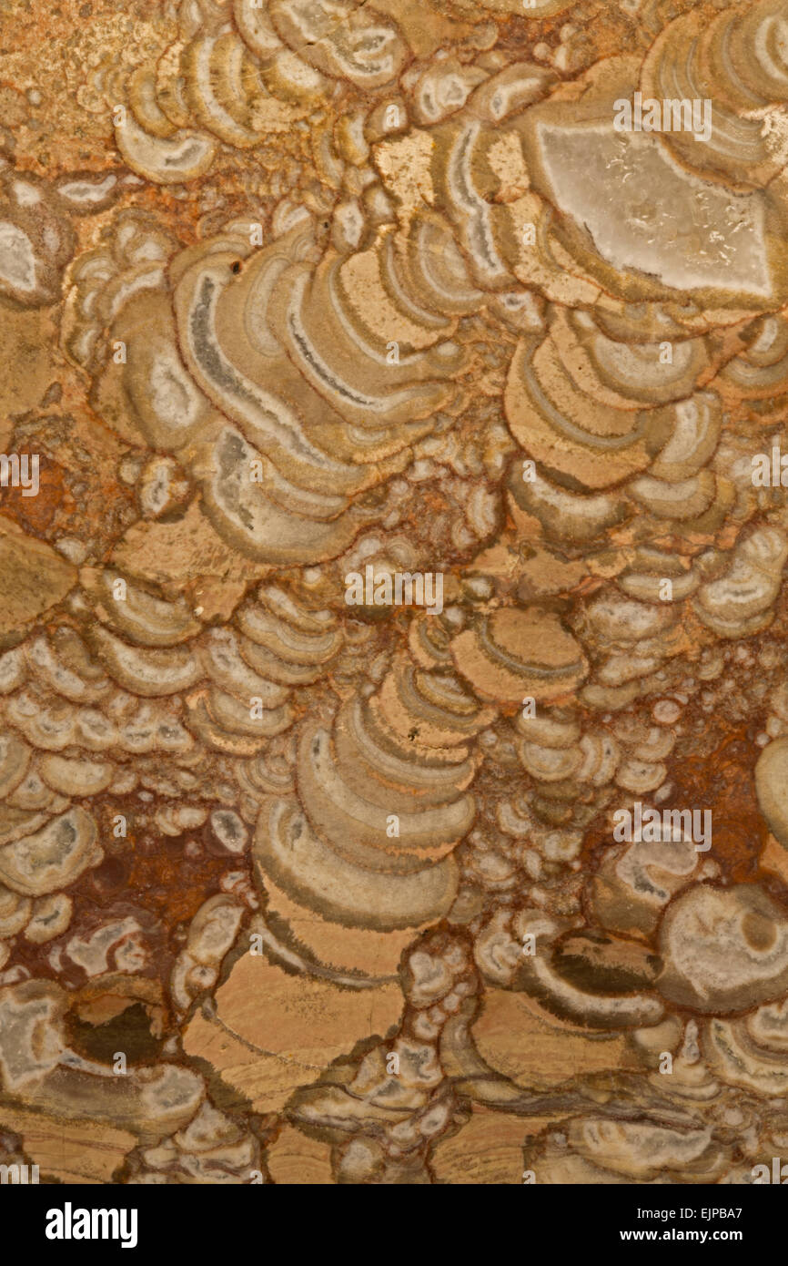 Orbicular rhyolite, Arizona, igneous rock, close-up of detail, 'mushroom jasper' Stock Photo