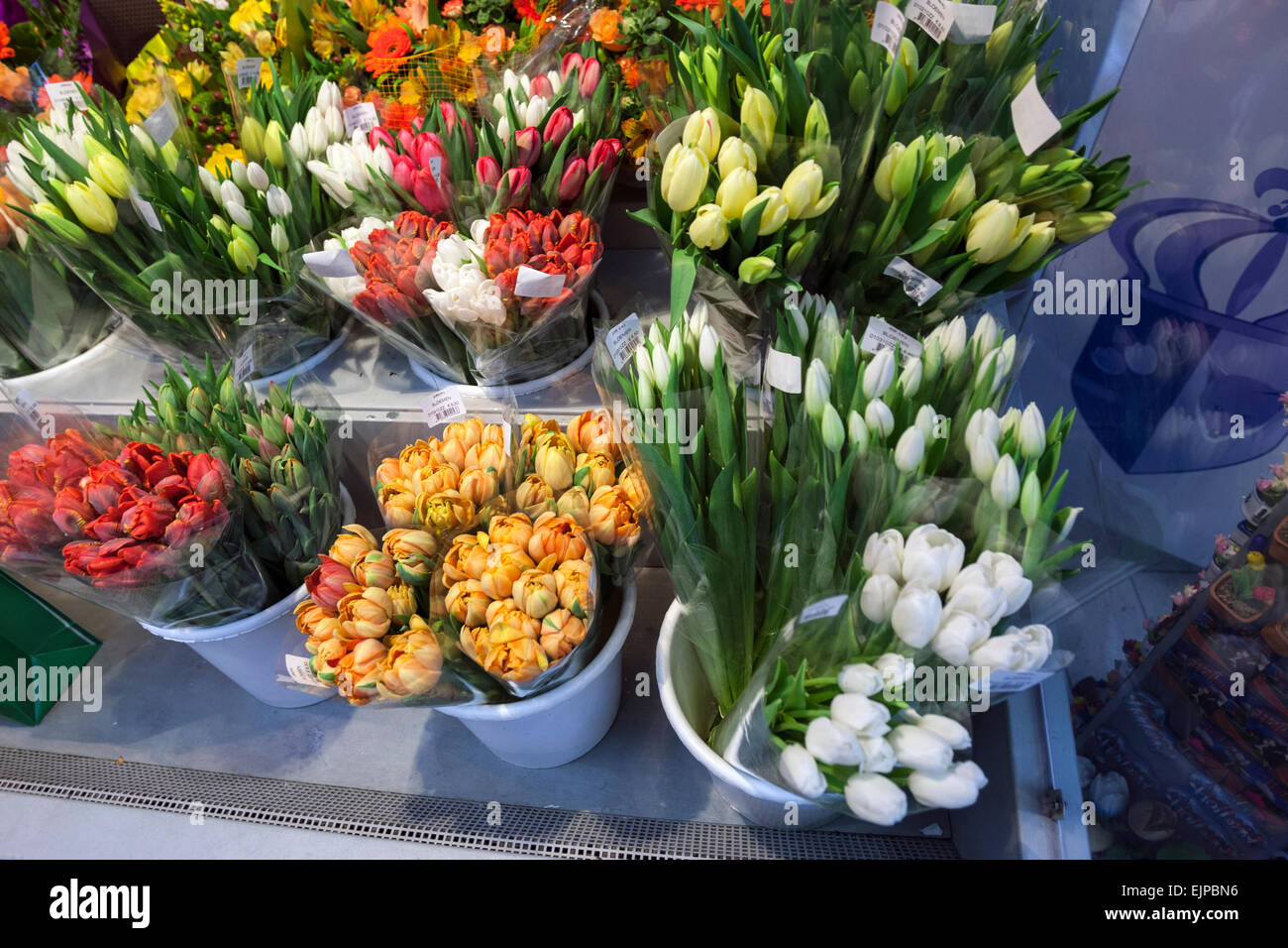 Tulips in a flowers and bulbs shop in Amsterdam Airport Schiphol Stock