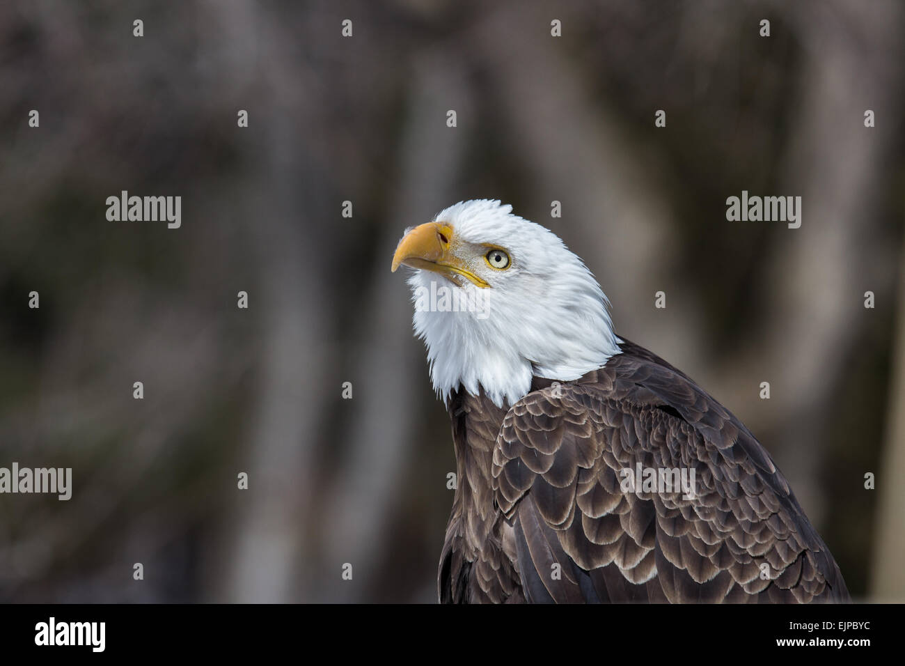 Bald eagle profile looking up Stock Photo