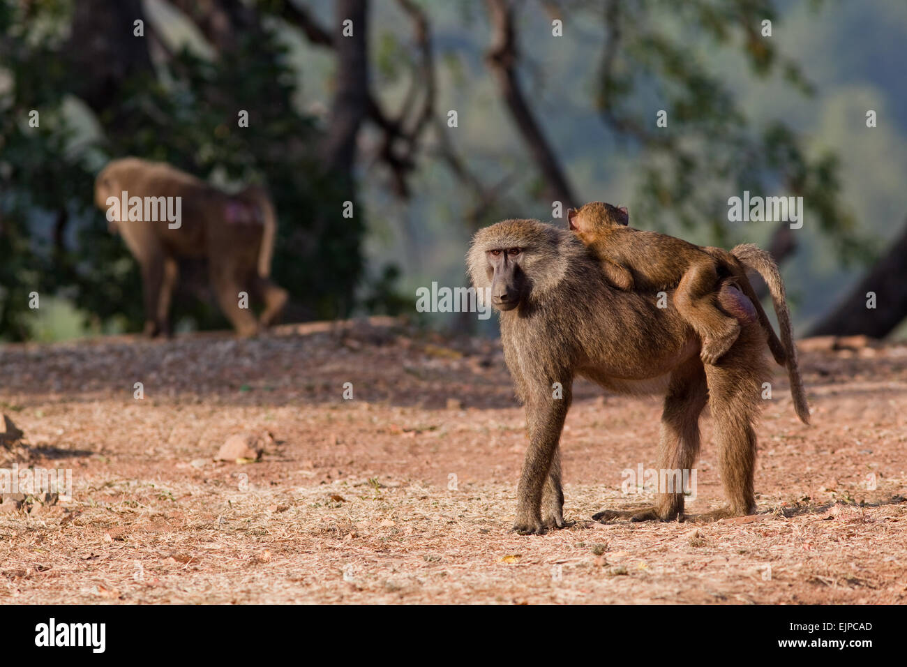 Olive or Anubis Baboons (Papio anubis). Female and young. Ghana. West Africa. Mole National Park. Stock Photo