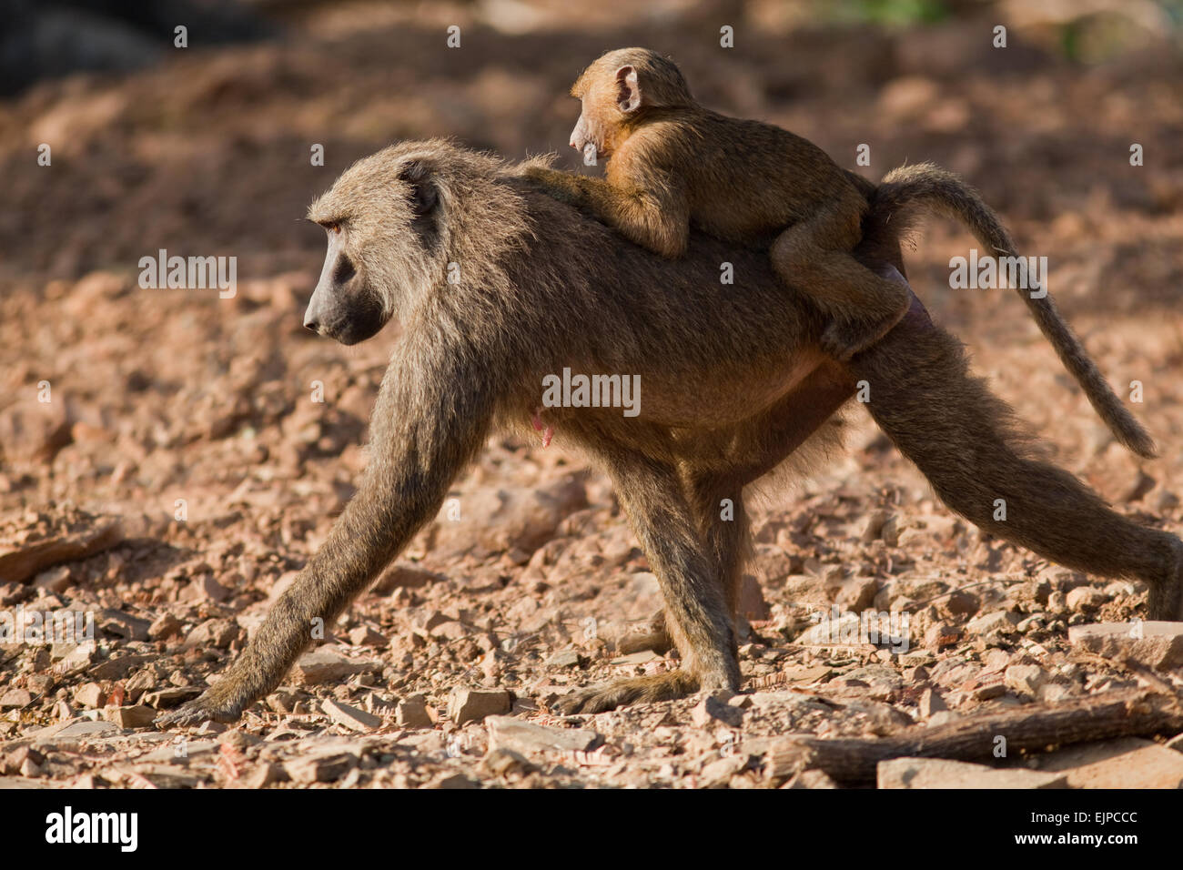 Olive or Anubis Baboons (Papio anubis). Female and young. Ghana. West Africa. Mole National Park. Stock Photo