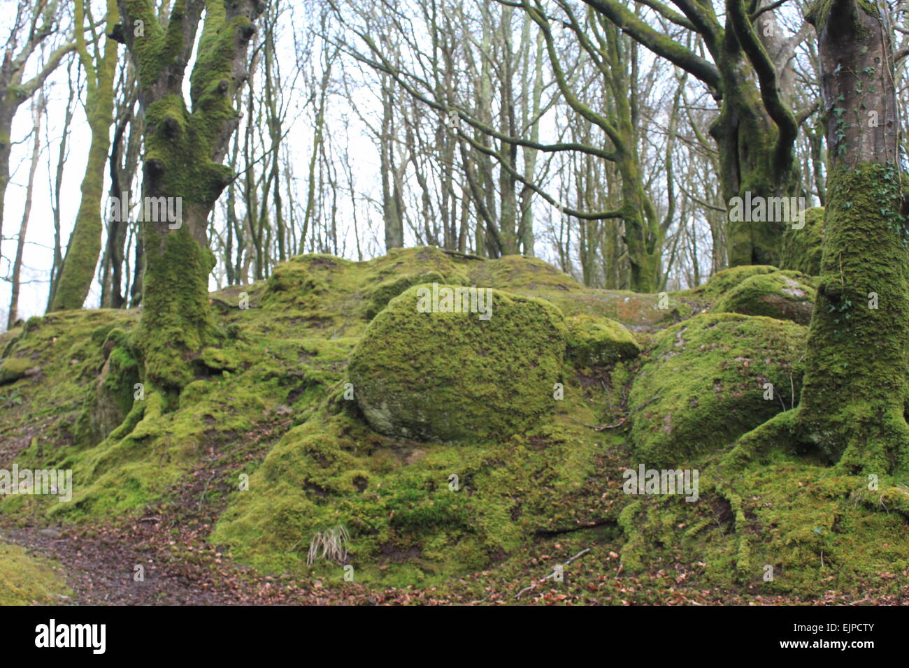 Mossi High Resolution Stock Photography and Images Alamy