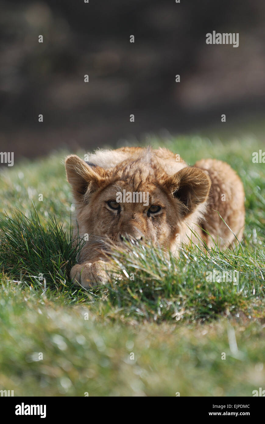 African Lion cub Panthera leo Stock Photo