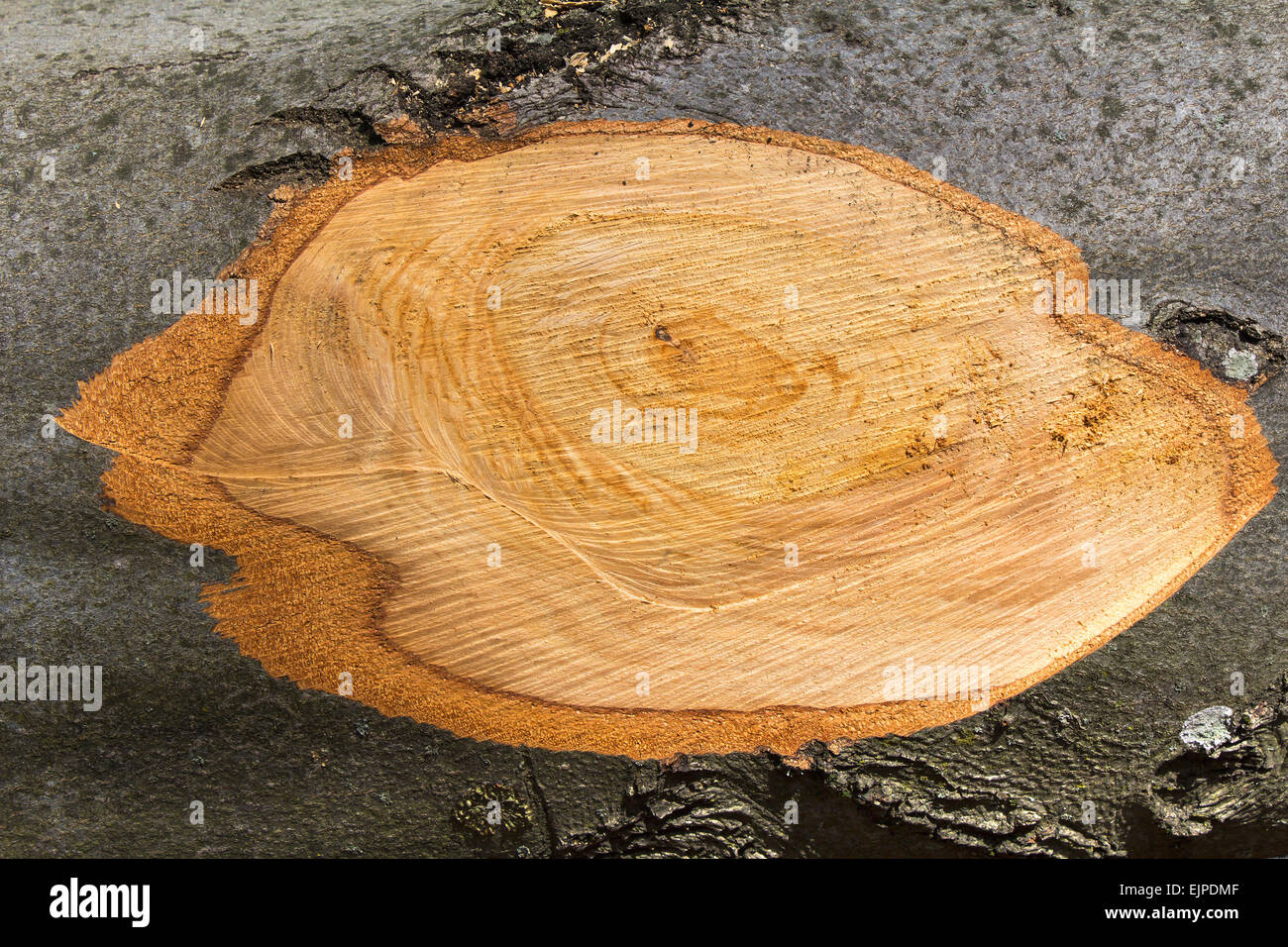 Beech Tree Section Cross section branch trunk beech as a wooden background Stock Photo - Alamy