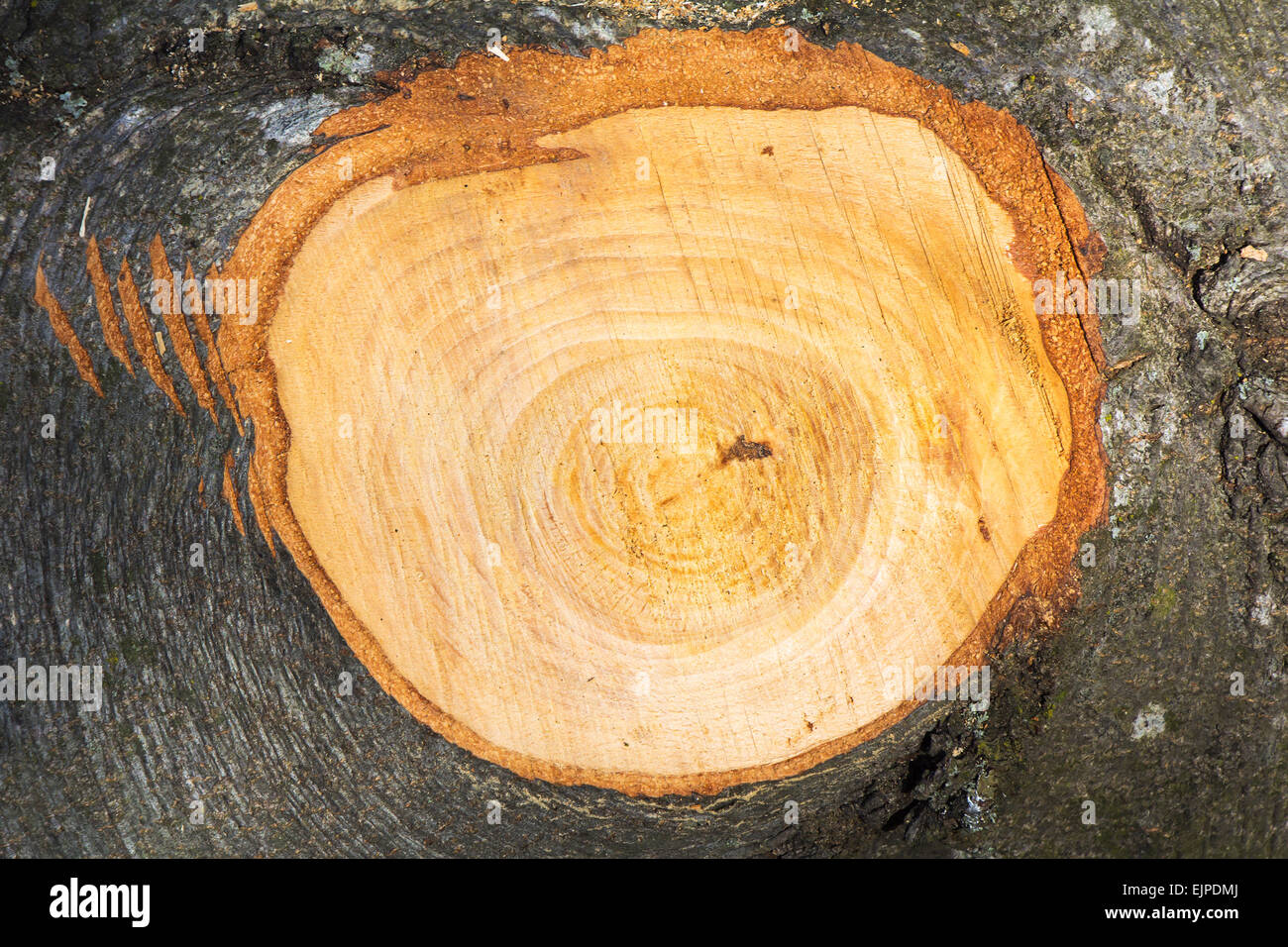Beech Tree Section Cross section branch trunk beech as a wooden background Stock Photo - Alamy