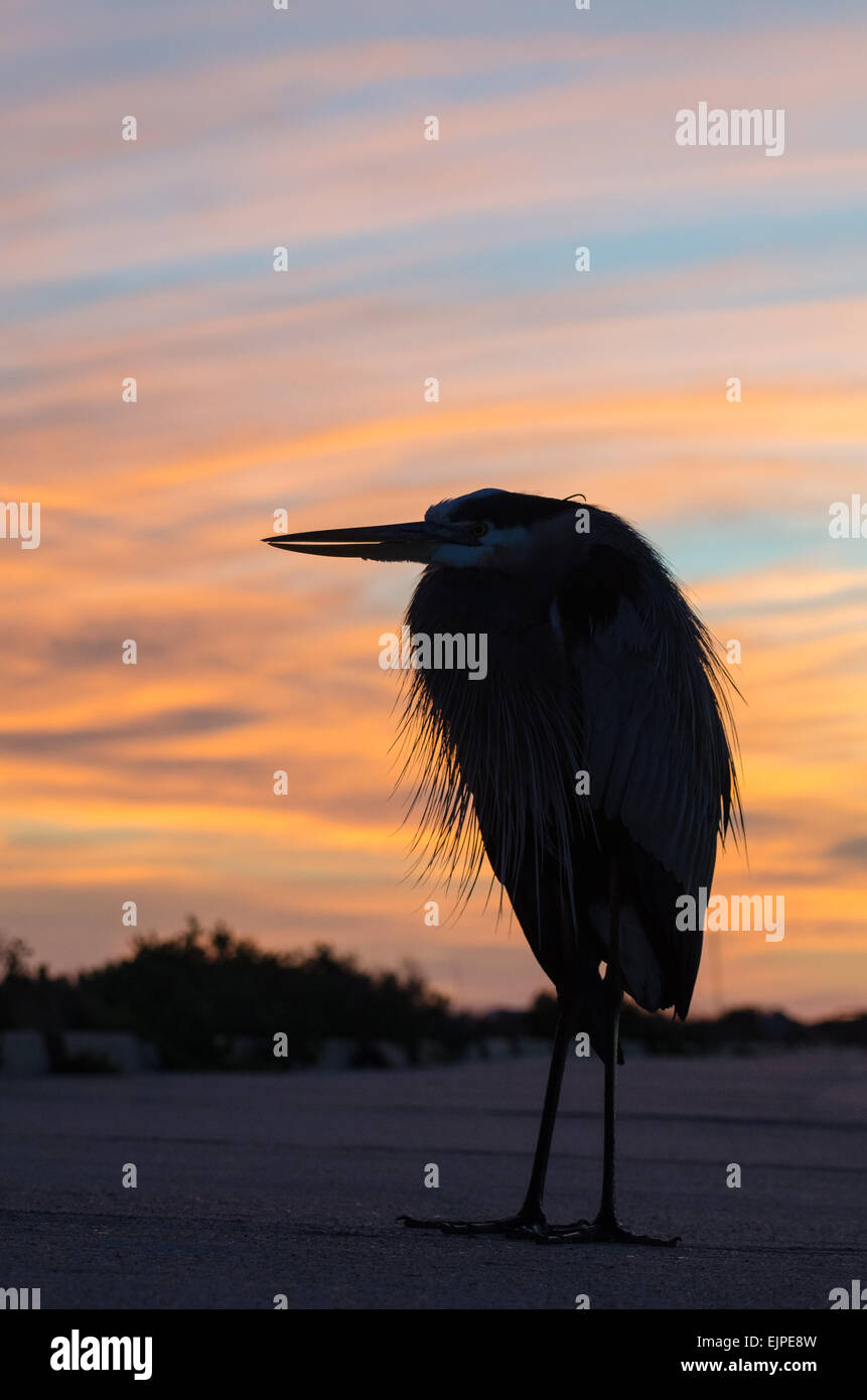 Great Blue Heron captured in silhouette before a colorful gold and red sunset Stock Photo