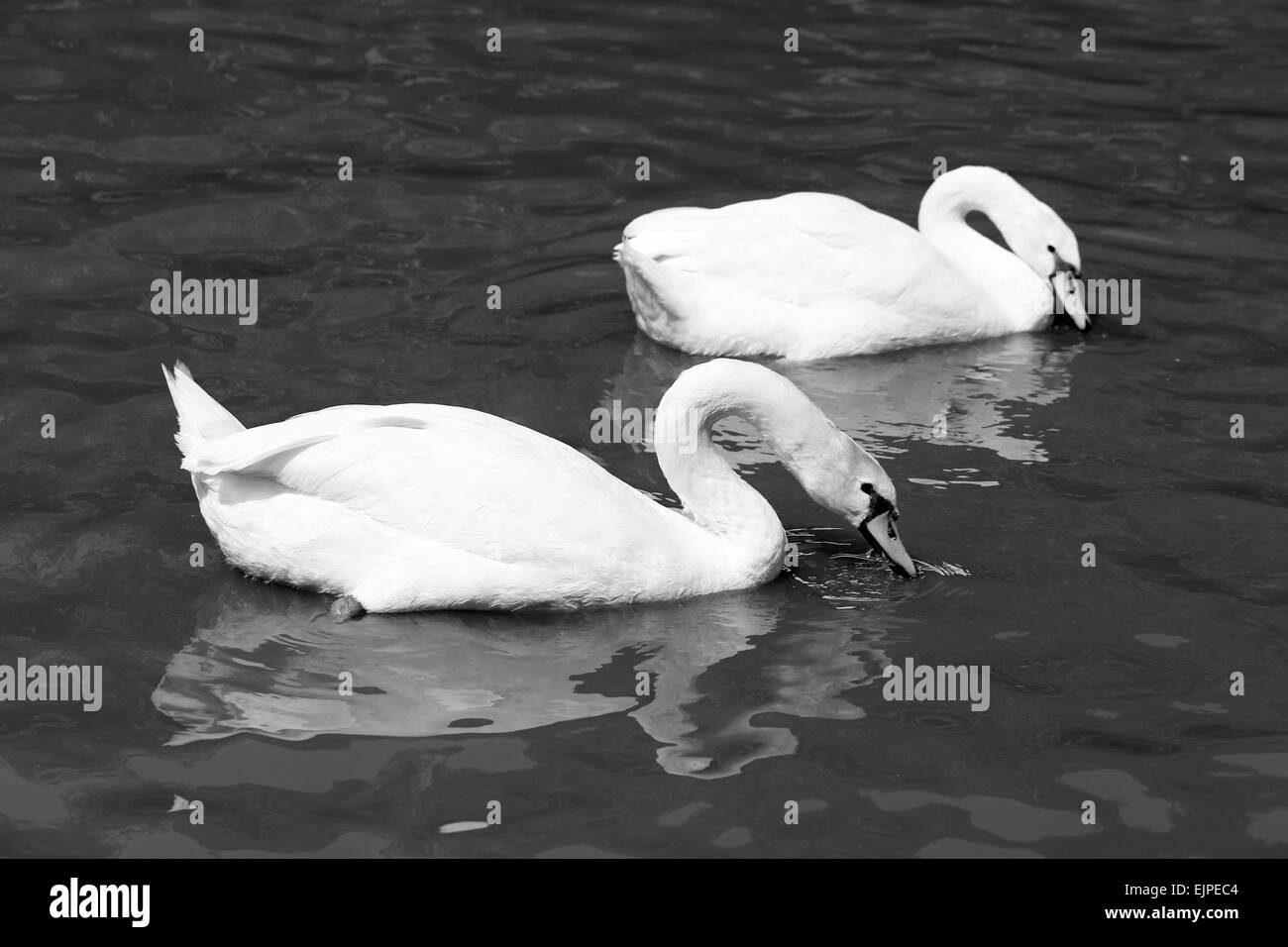 White  a swan is photographed close up Stock Photo