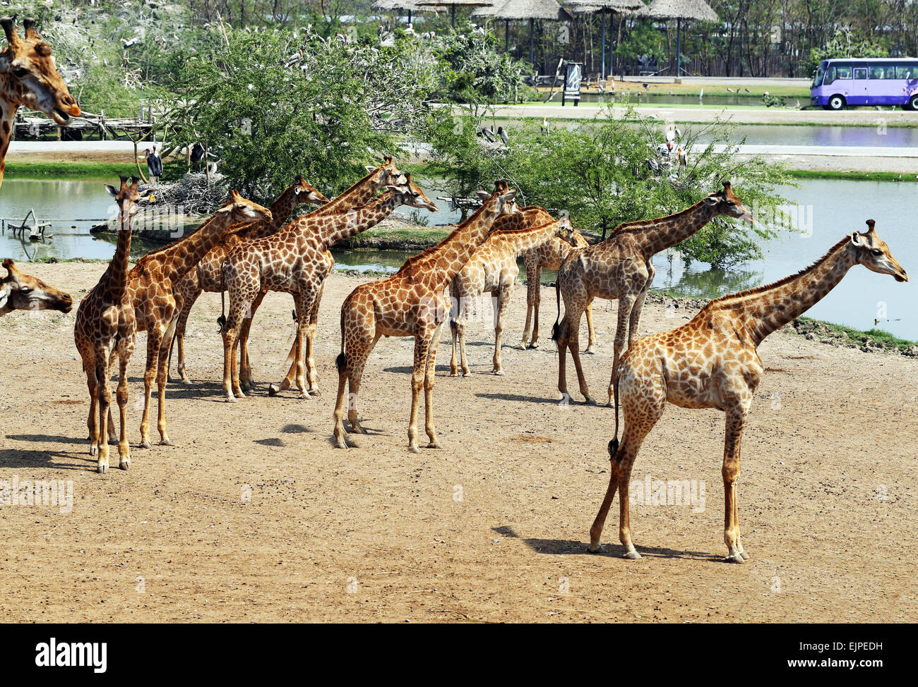 Group giraffes in bush in hi-res stock photography and images - Alamy