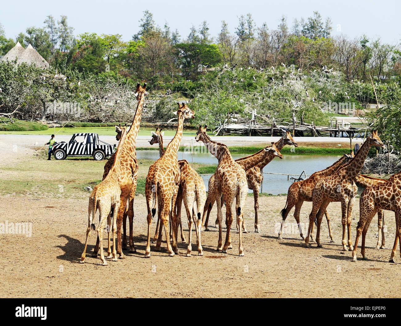 Group giraffes in bush in hi-res stock photography and images - Alamy