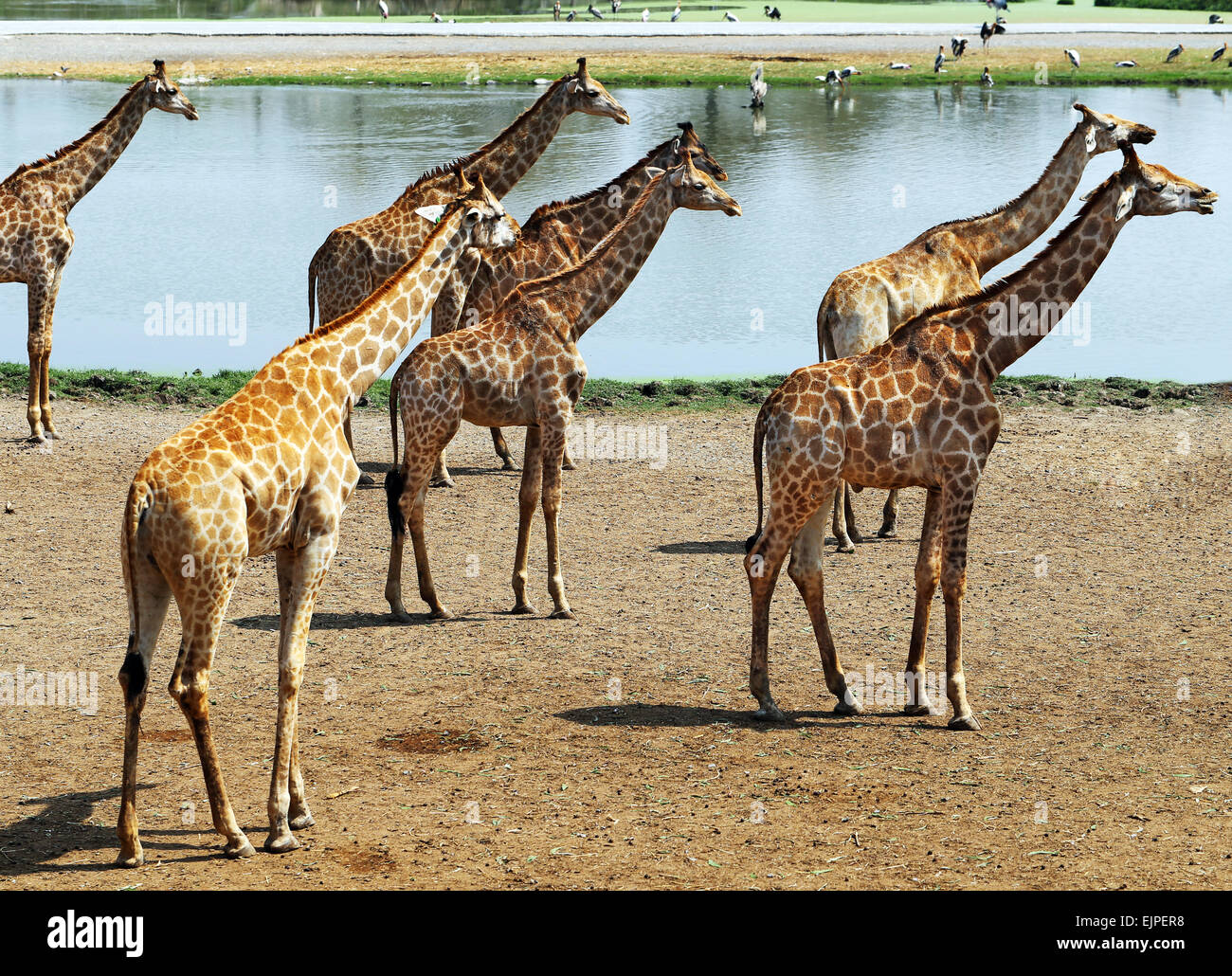 Group giraffes in bush in hi-res stock photography and images - Alamy