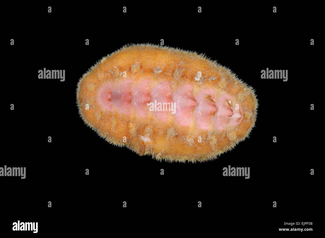 Acanthochitona crinitus Stock Photo