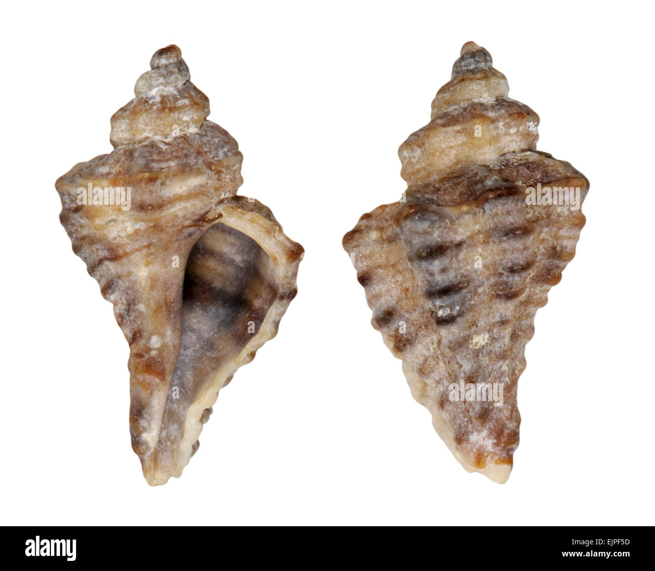 European Sting Winkle - Ocenebra erinacea Stock Photo