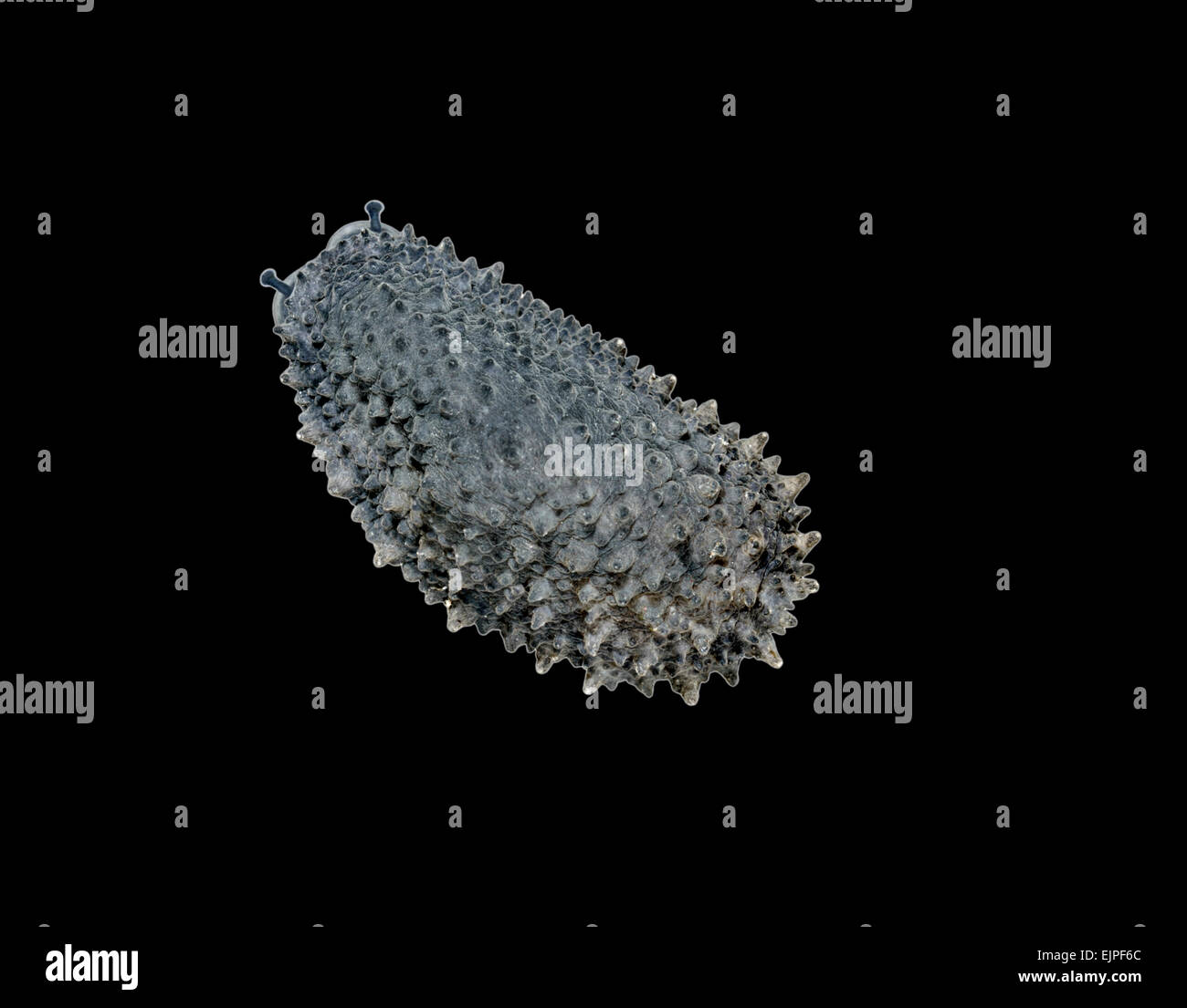 Celtic Sea Slug - Onchidella celtica Stock Photo