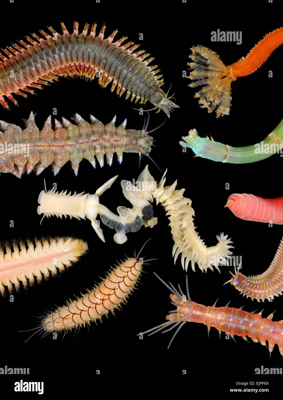 Marine polychaete worm hi-res stock photography and images - Alamy