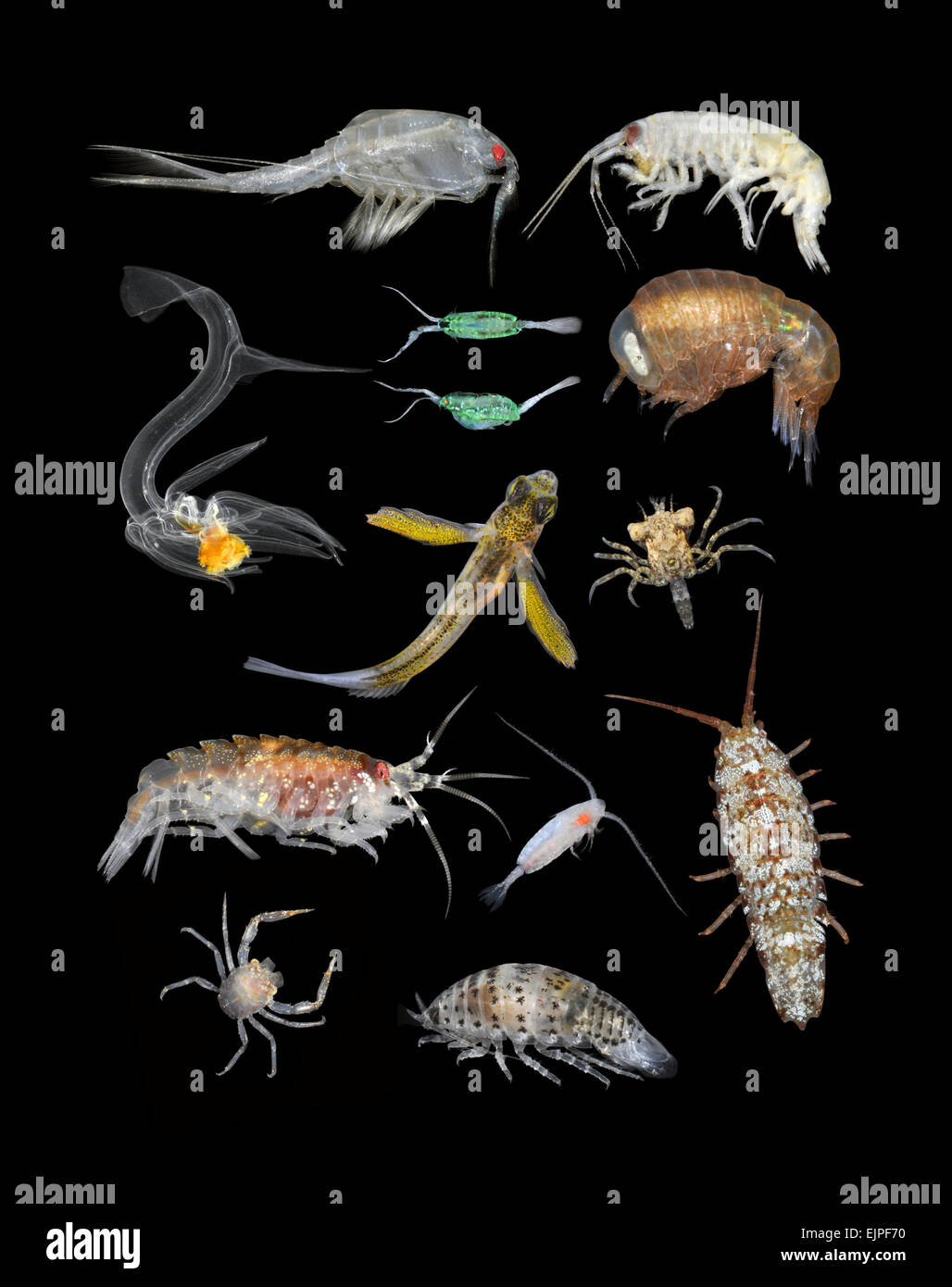 British Marine Plankton Stock Photo
