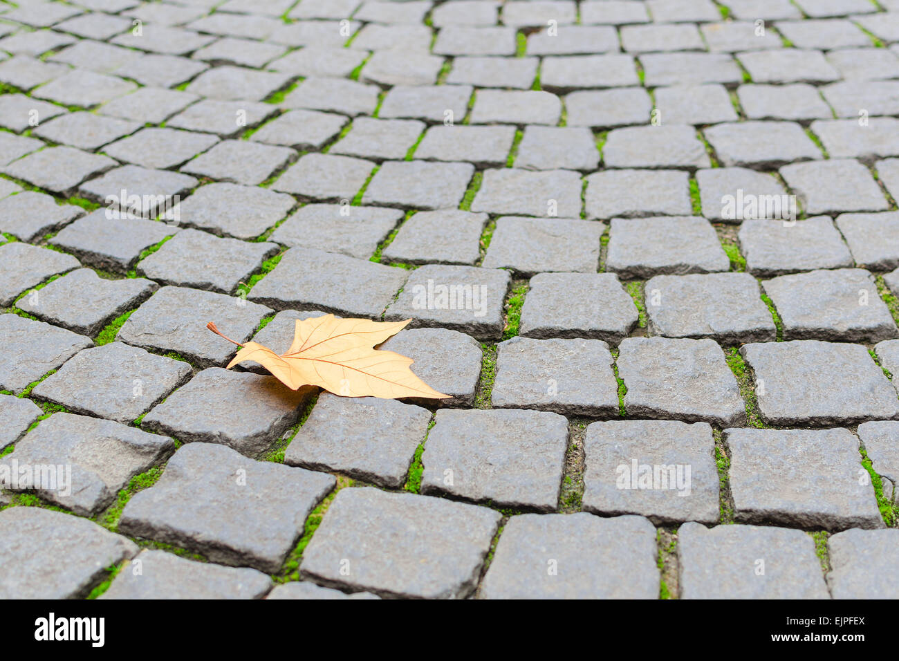 Single autumn maple yellow fallen leaf fall on old paved cobblestone pavement background with free copy-space area for your text Stock Photo