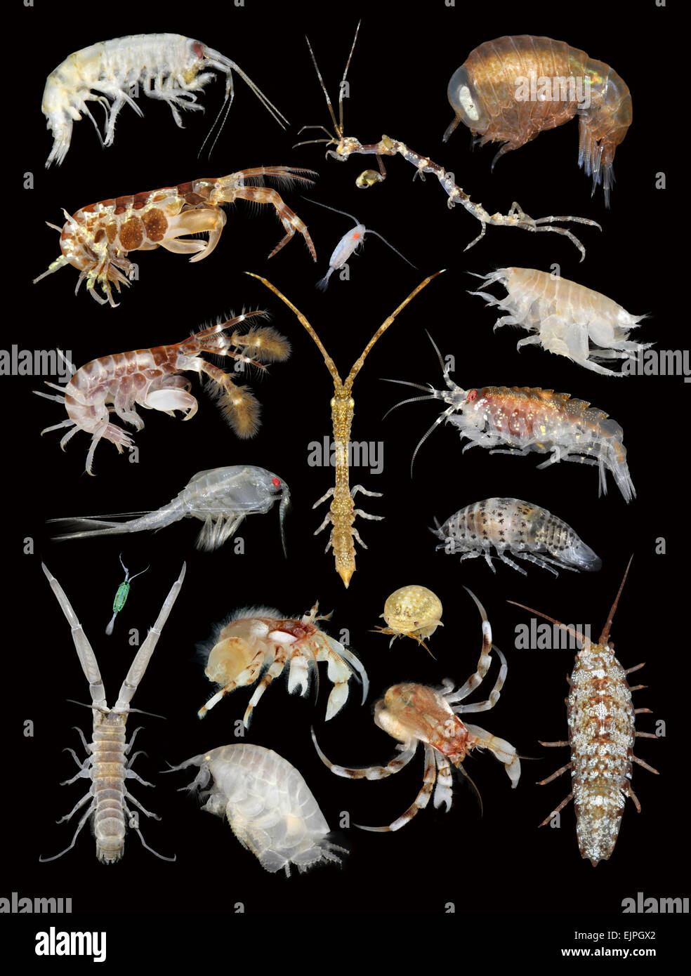 British Marine Crustaceans Stock Photo