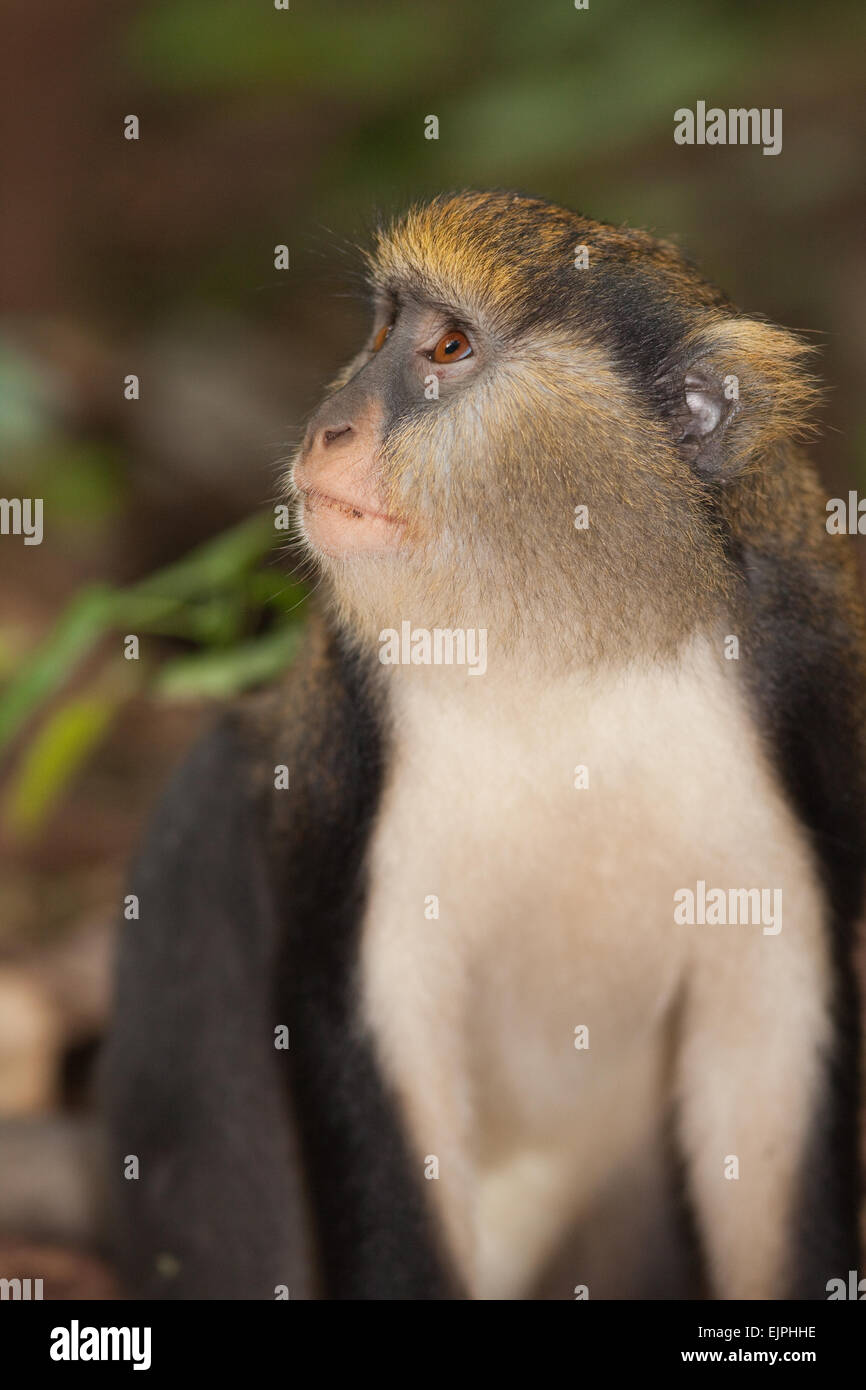 Mona Monkey (Cercopithecus mona). Wild animal. Ghana. West Africa. Stock Photo