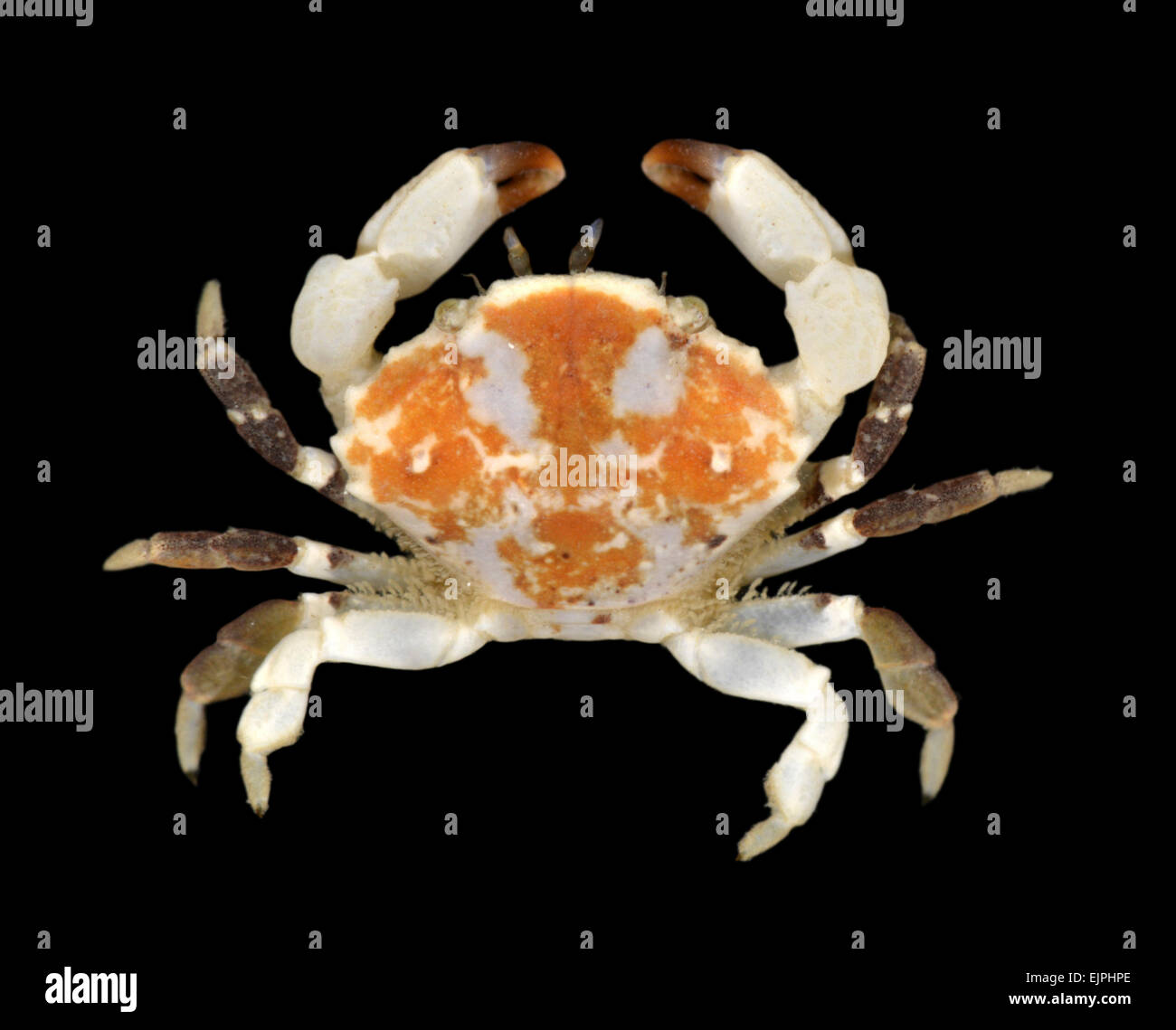 Furrowed Crab - Xantho incisus - Juvenile Stock Photo