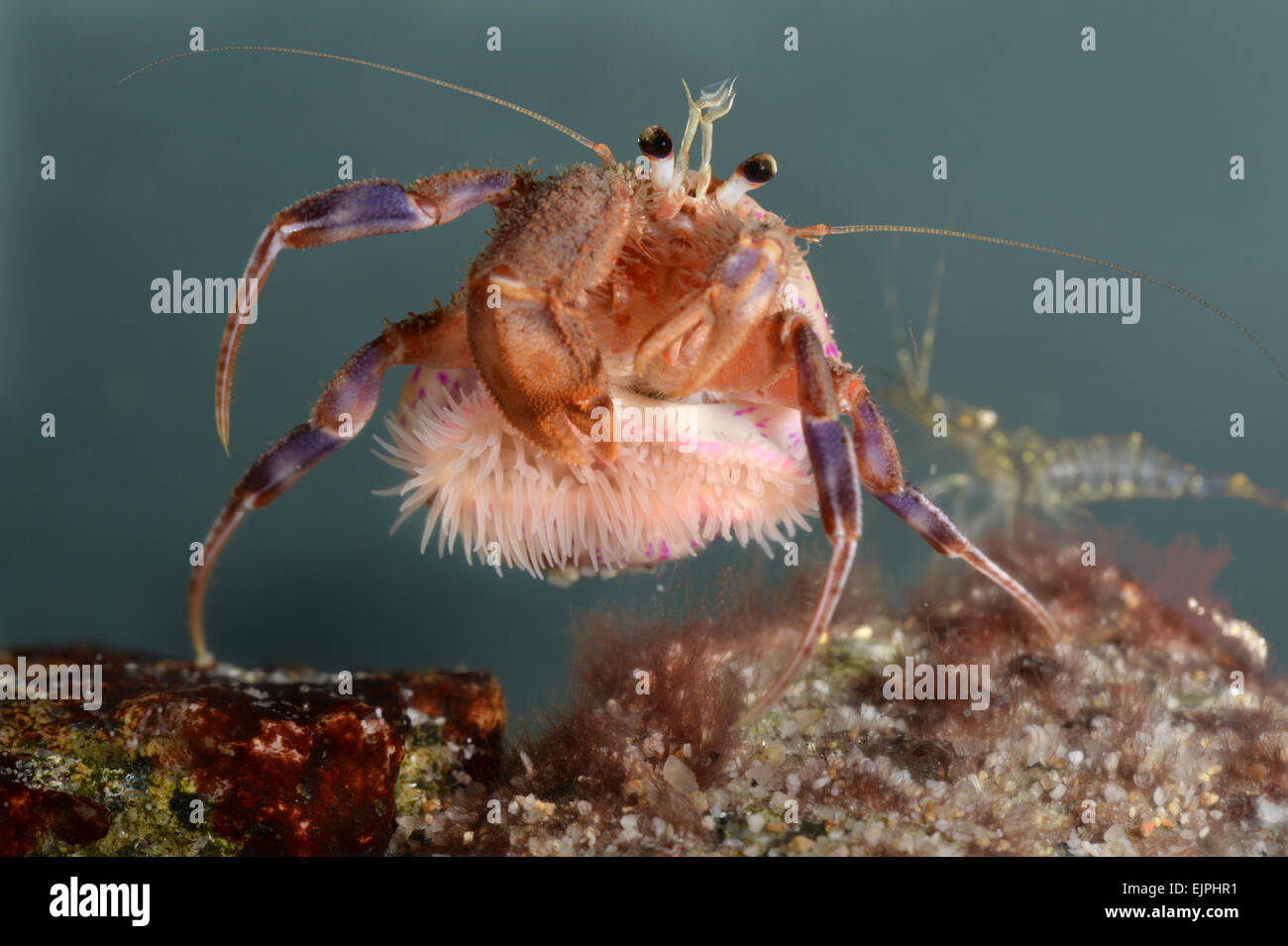 Hermit crab - Eupagurus prideaux with commensal Cloak Anemone - Adamsia carcinopados Stock Photo