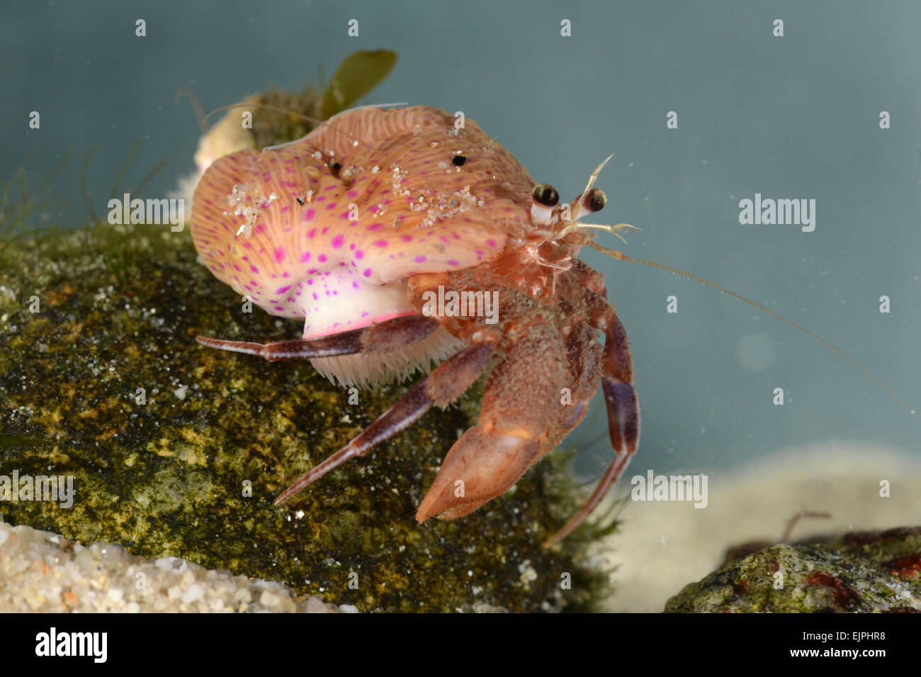 Hermit crab - Eupagurus prideaux with commensal Cloak Anemone - Adamsia carcinopados Stock Photo