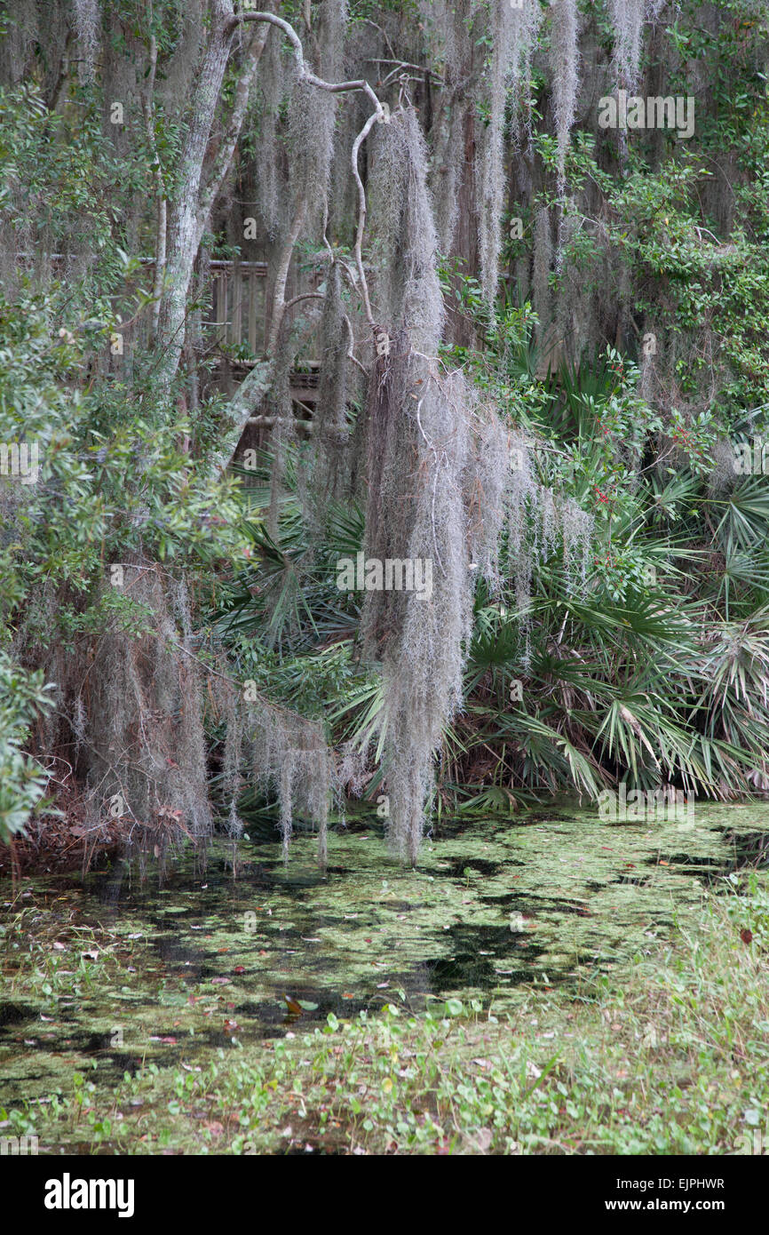 Southern swamp with trees and Spanish Moss Stock Photo Alamy