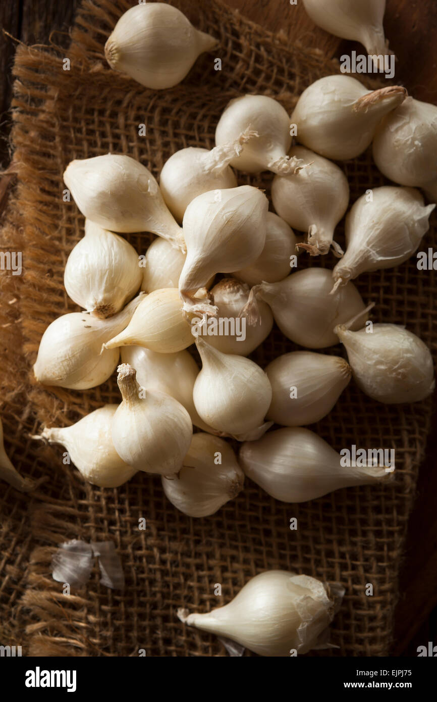 White Organic Pearl Onions on a Background Stock Photo