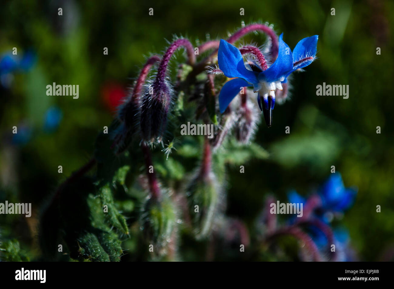 Borago officinalis. Borage flower, flor de la borraja, blue flower, flor azul Stock Photo