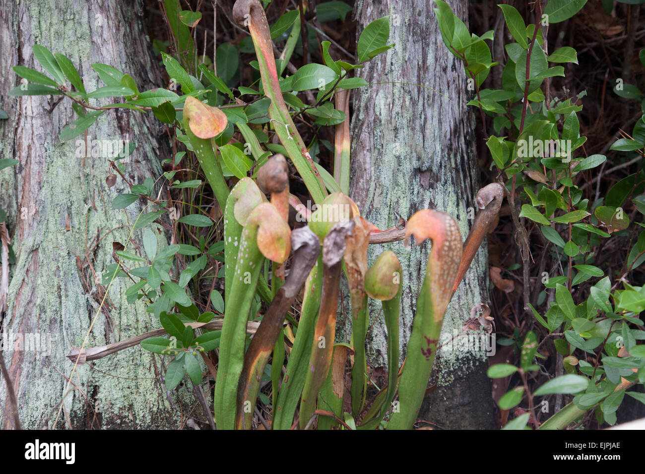 Carnivorous swamp plants, growing in the wild Stock Photo
