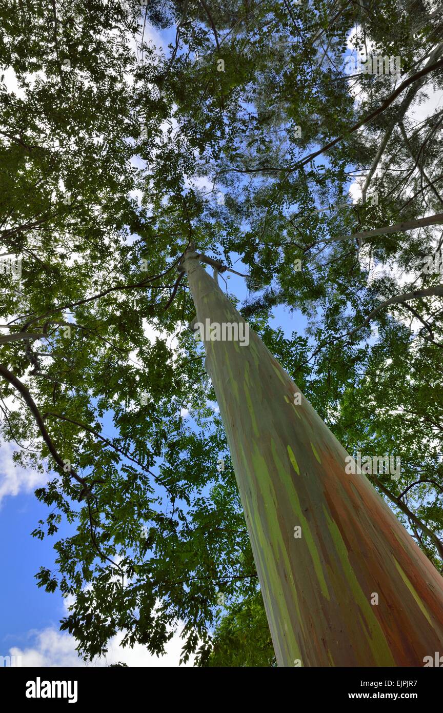 Keahua Arboretum and painted rainbow Eucalyptus trees along the Keahua