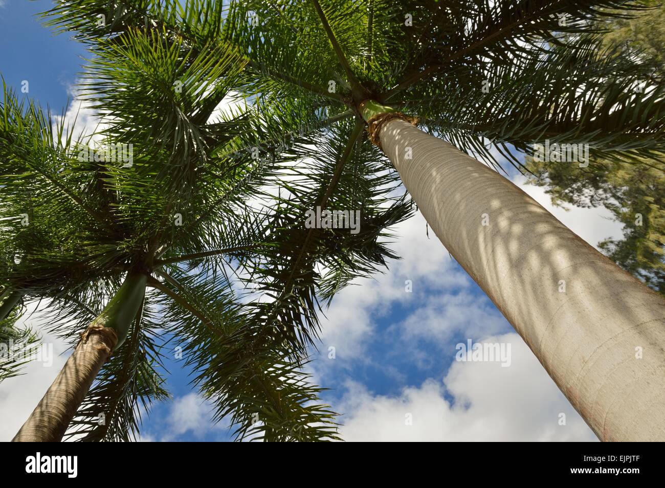 Tall palm trees on the grounds of the Wailua marina, Kauai, Hawaii Stock Photo