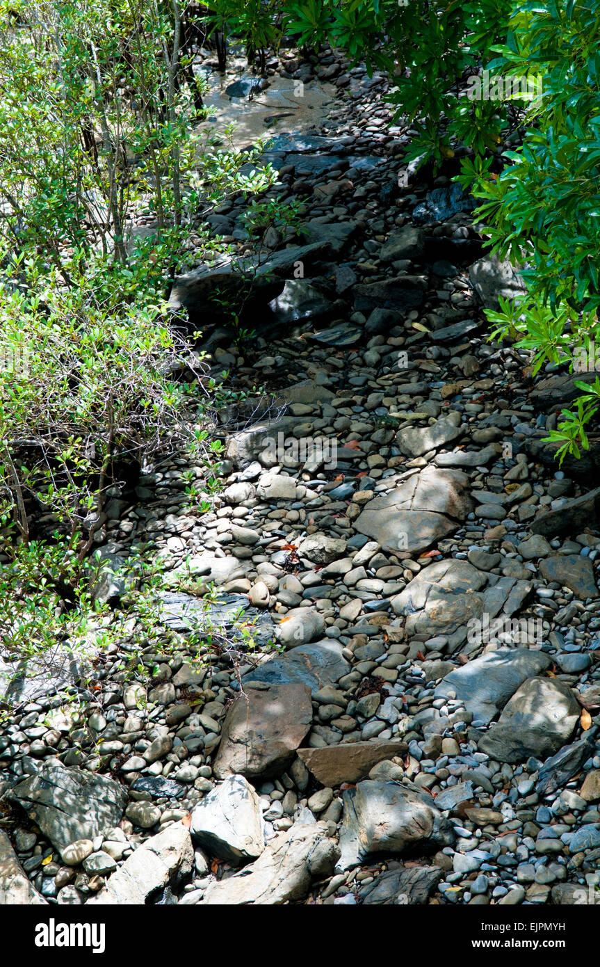 Pebble Pathway in a tree lined forest Stock Photo