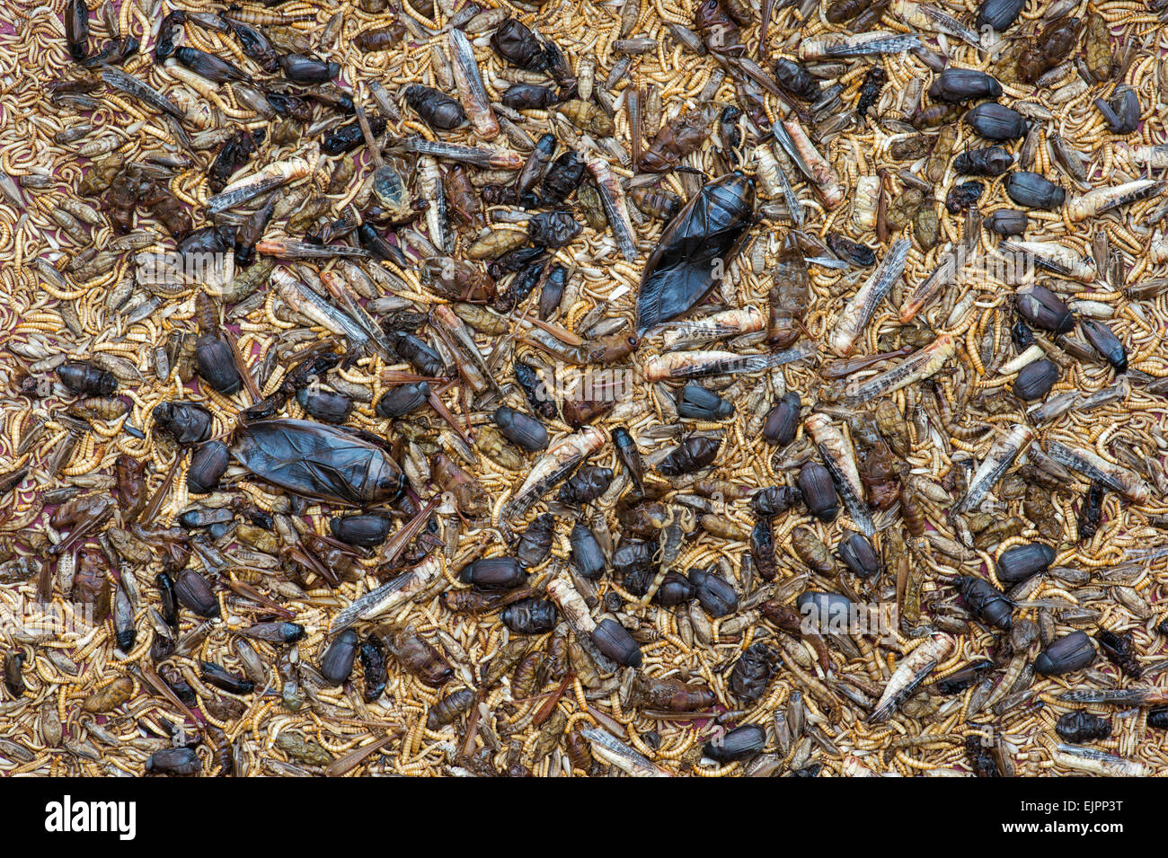 Edible insects. Grasshoppers, Buffalo Worms, Crickets, Mealworms, Beetles, scorpions, waterbugs and Locusts. Food of the future Stock Photo