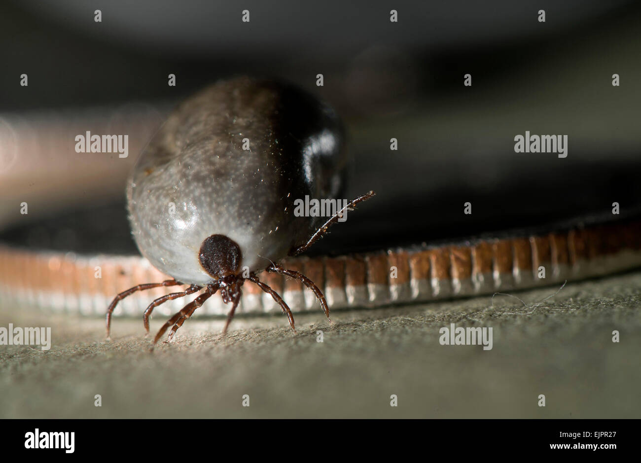 Black legged tick hi-res stock photography and images - Alamy