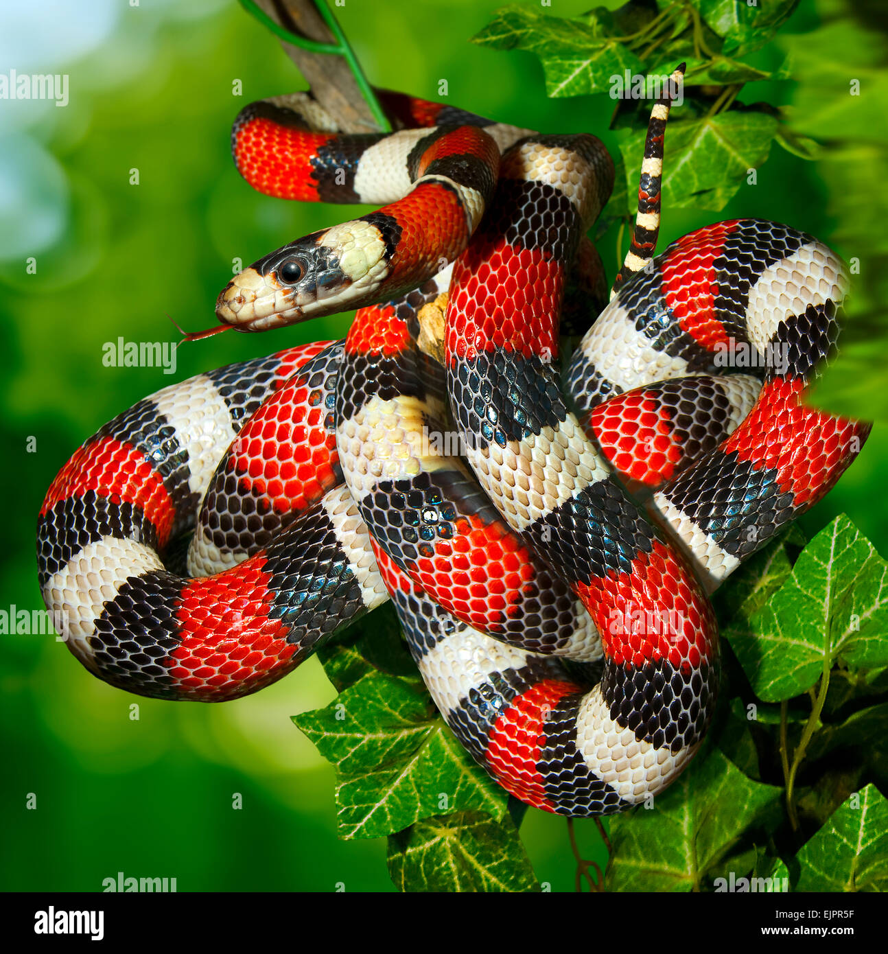 California mountain king snake.(Lampropeltis zonata). Stock Photo