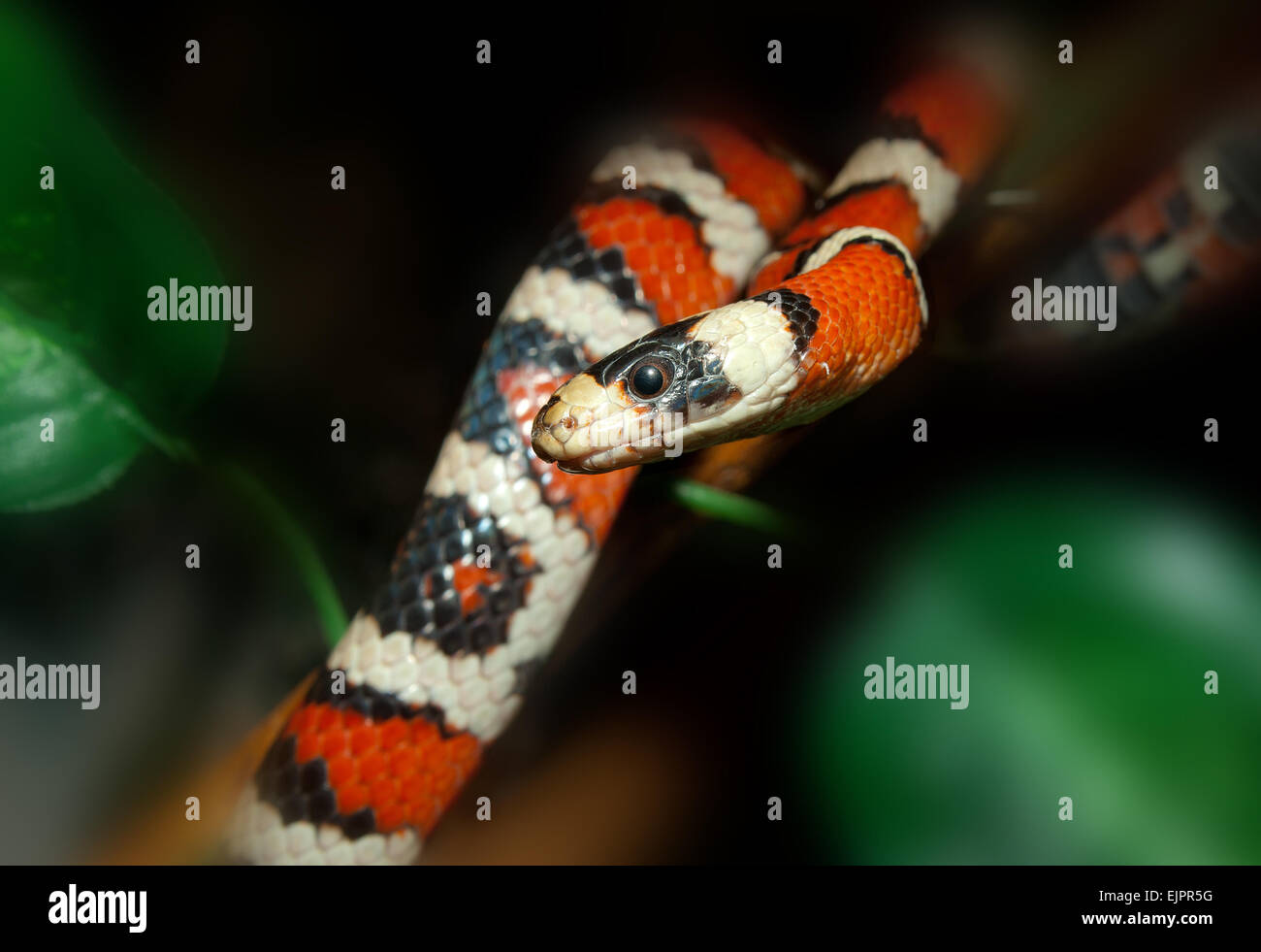 California mountain king snake.(Lampropeltis zonata). Stock Photo