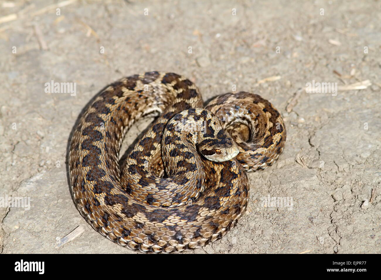 elusive hungarian meadow viper on the ground, wild specimen ( Vipera ursinii rakosiensis ) - Stock Image