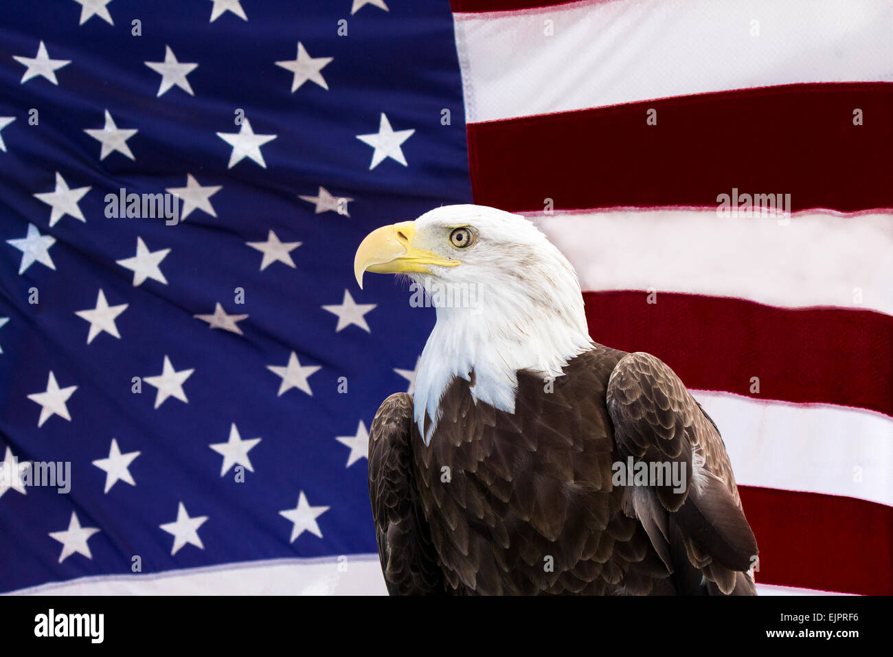 American Flag American Eagle USA pride honor liberty America peace love people Stock Photo