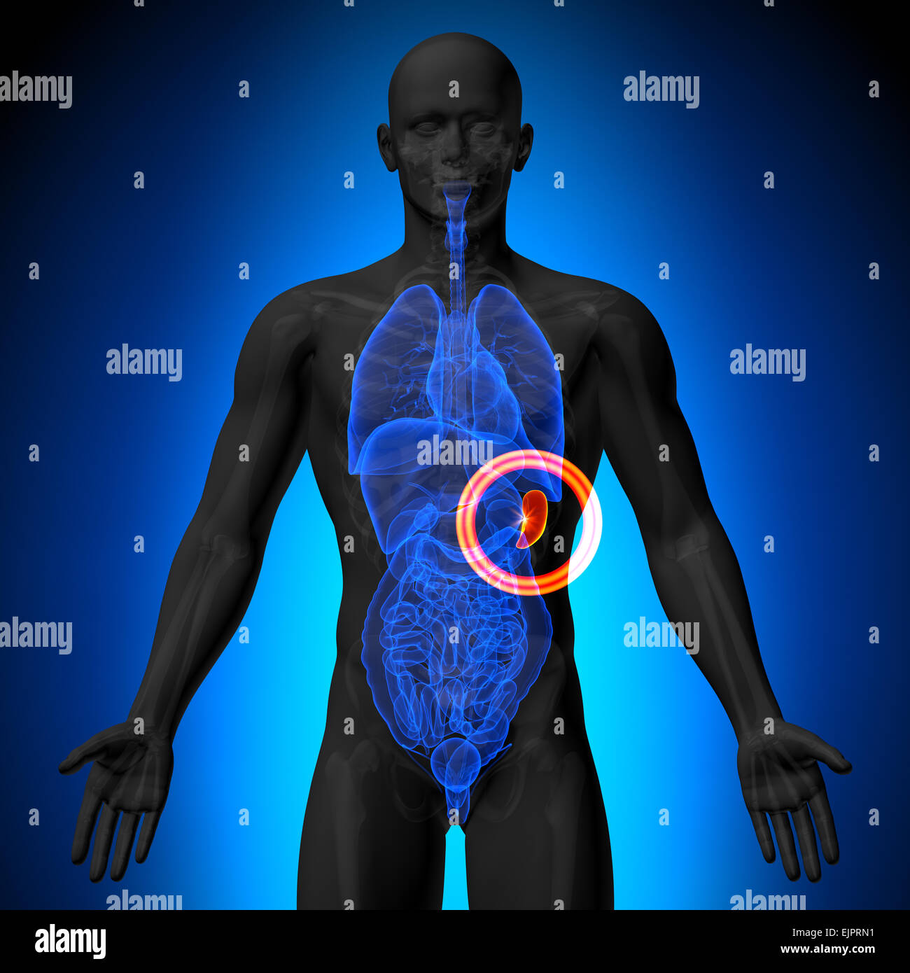 Spleen - Male anatomy of human organs - x-ray view Stock Photo - Alamy