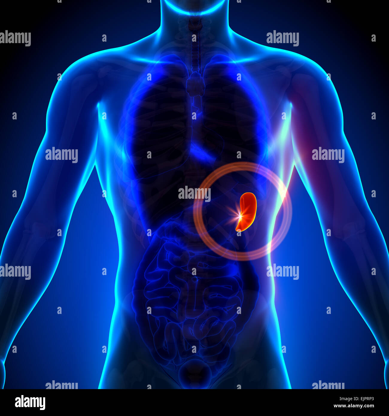 Spleen - Male anatomy of human organs - x-ray view Stock Photo - Alamy