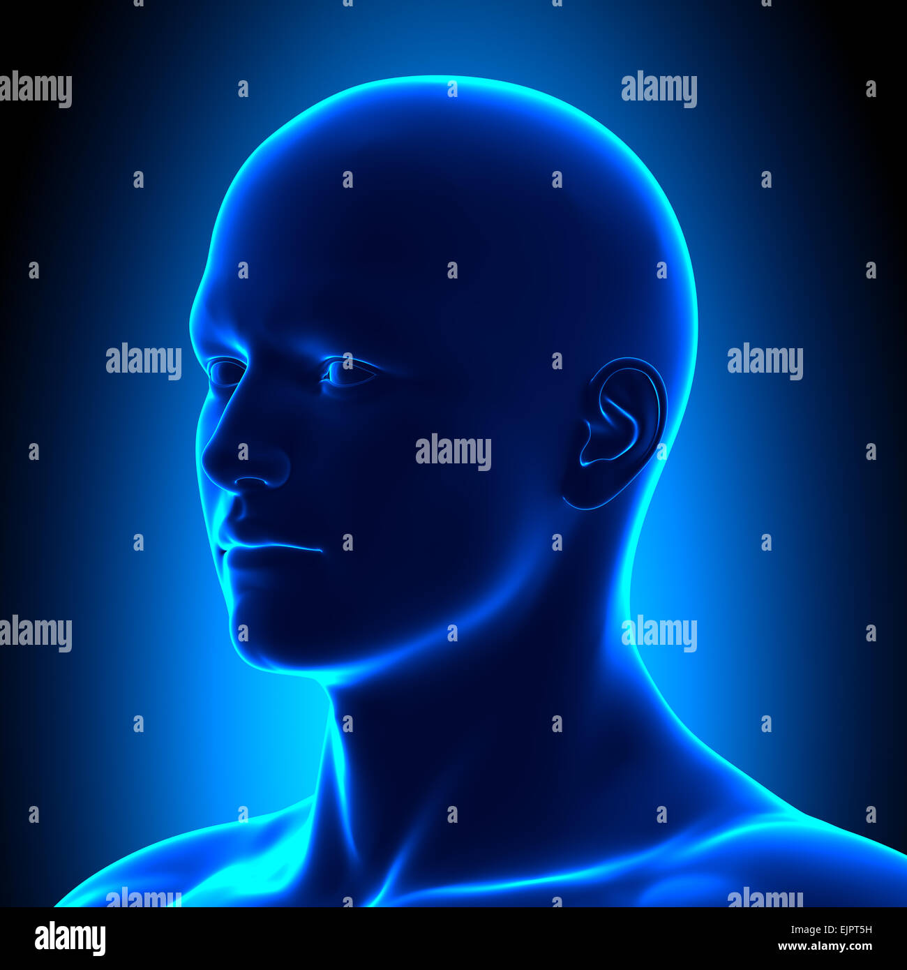 Anatomy Head - Iso View Detail - Blue concept Stock Photo