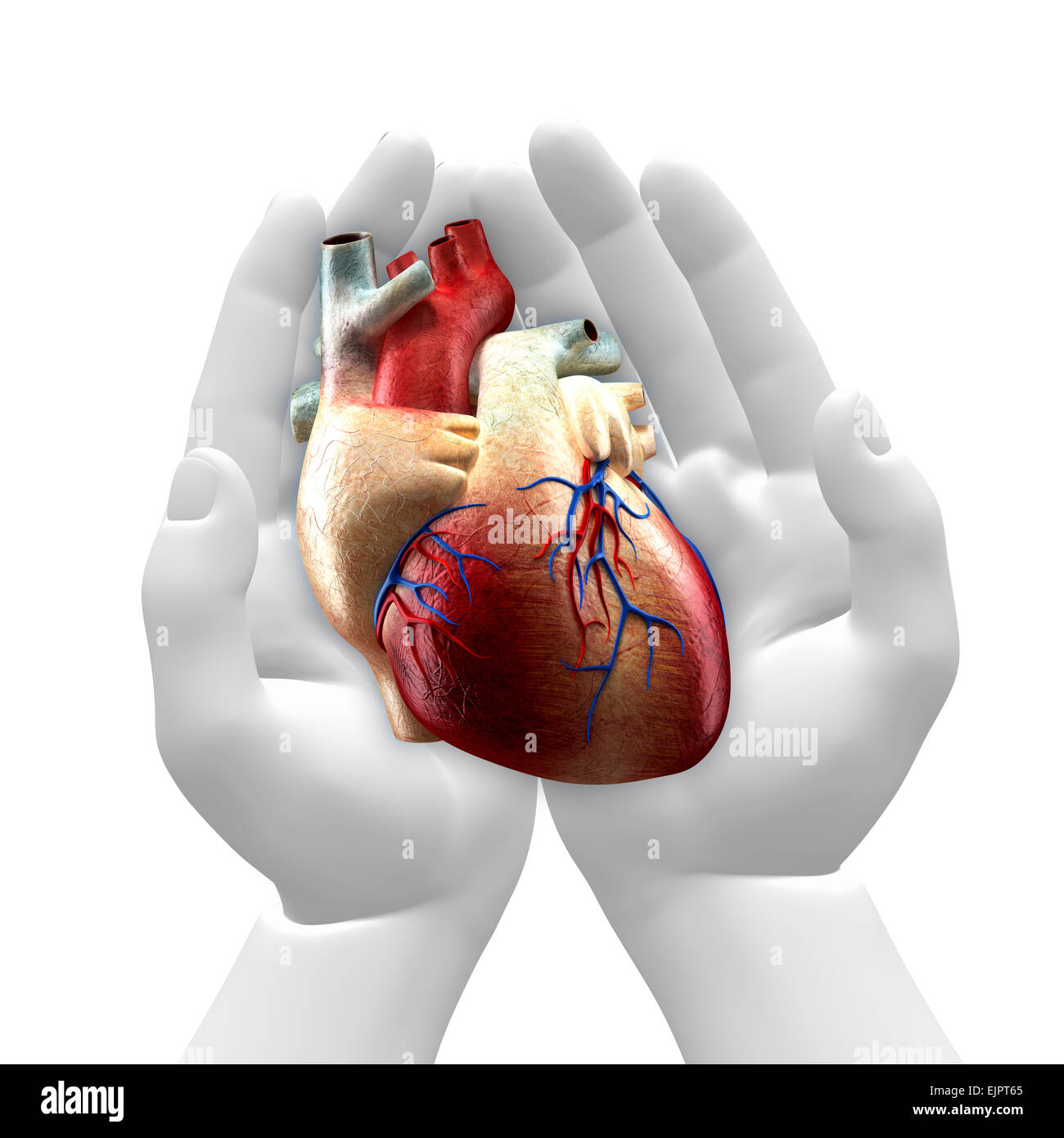 Hands holding Heart Stock Photo - Alamy