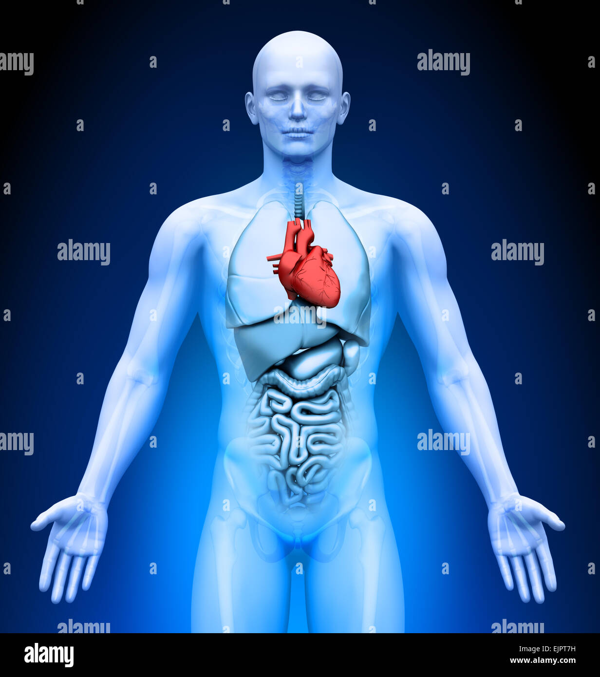 Male Heart Anatomy Stock Photo - Alamy